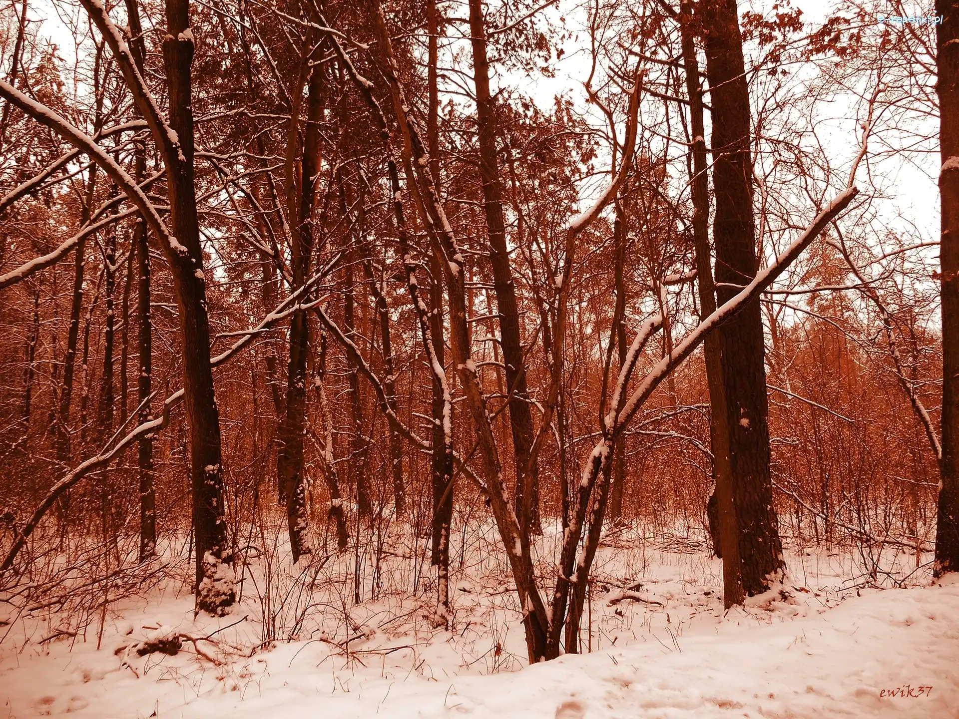 Zima, Sepia, Las