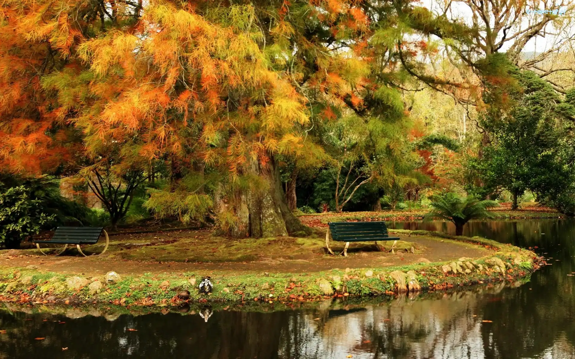 Park, Ławki, Rzeka, Jesień, Drzewa