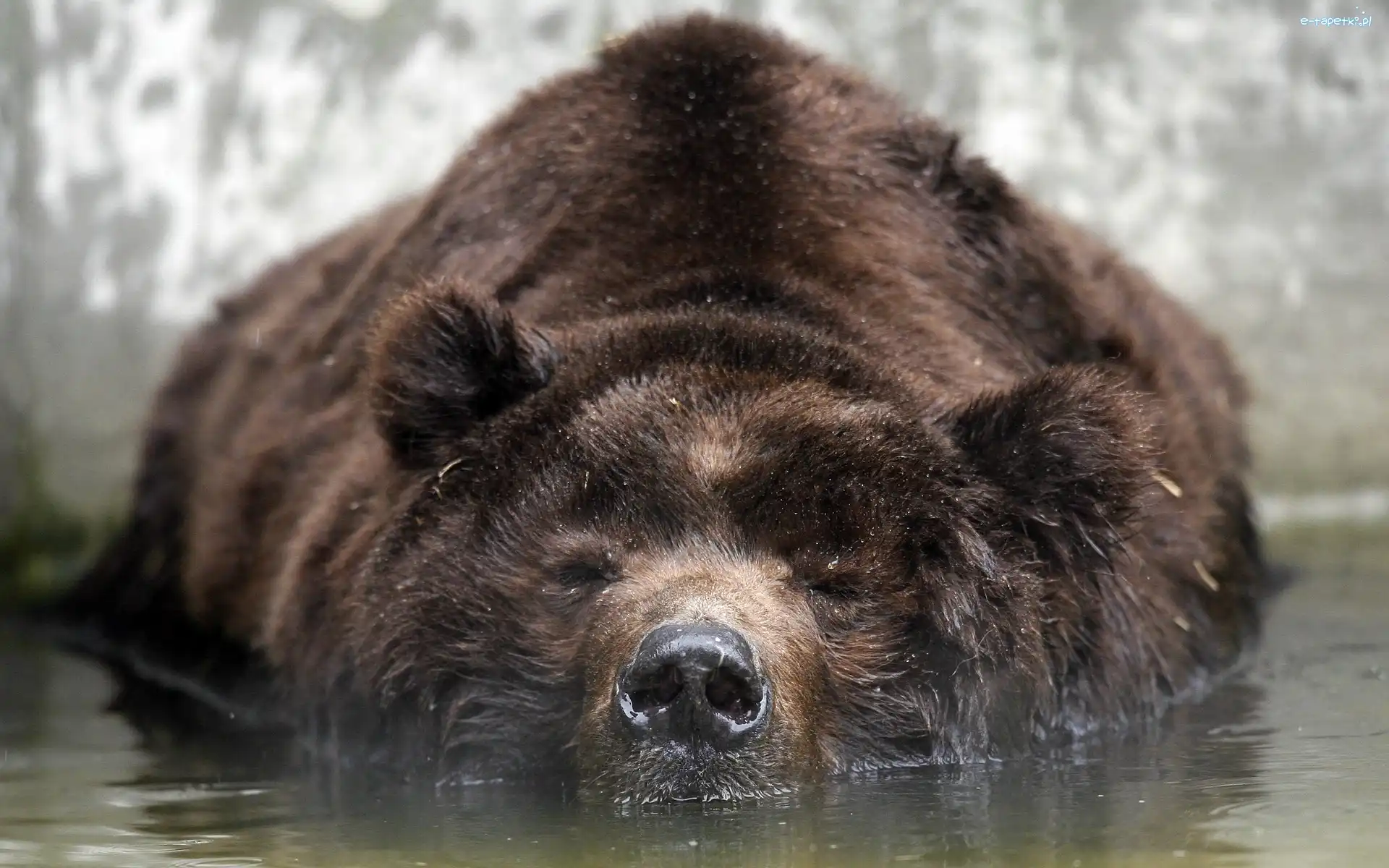 Woda, Grizzly