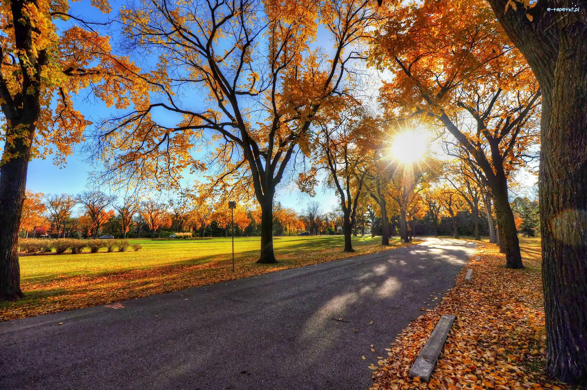 Park, Promienie Słońca, Aleja, Jesień