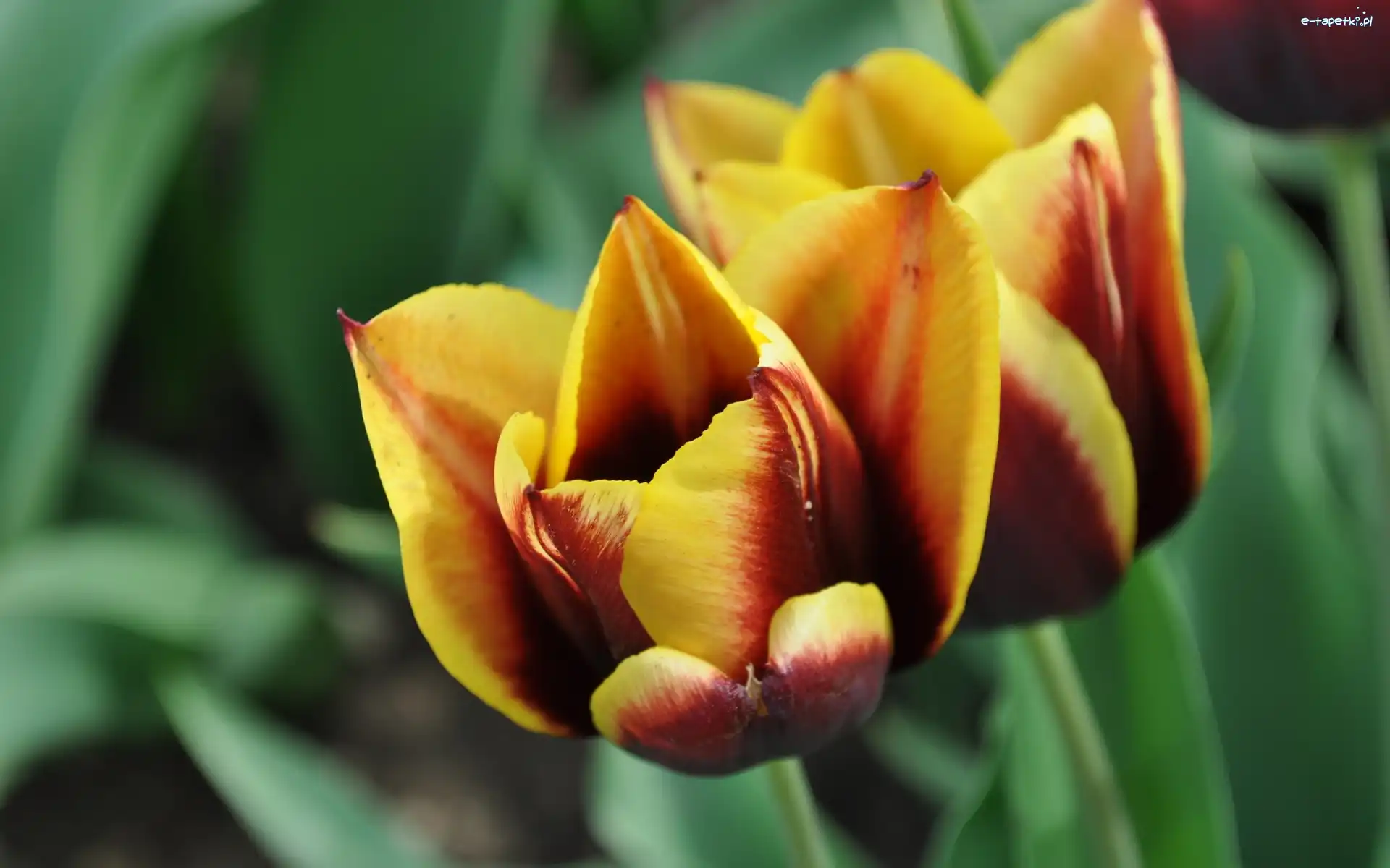 Żółto, Tulipany, Czerwone, Dwa