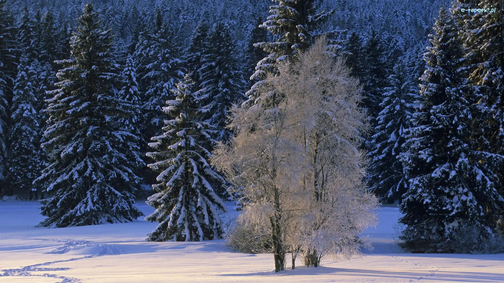 Drzewo, Śnieg, Zima