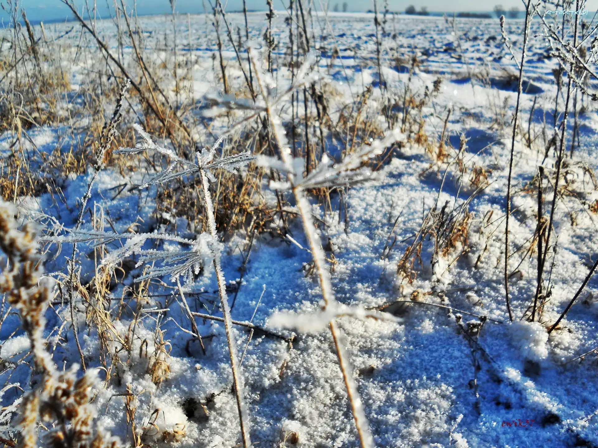 Śnieg, Trawy, Zamrożone