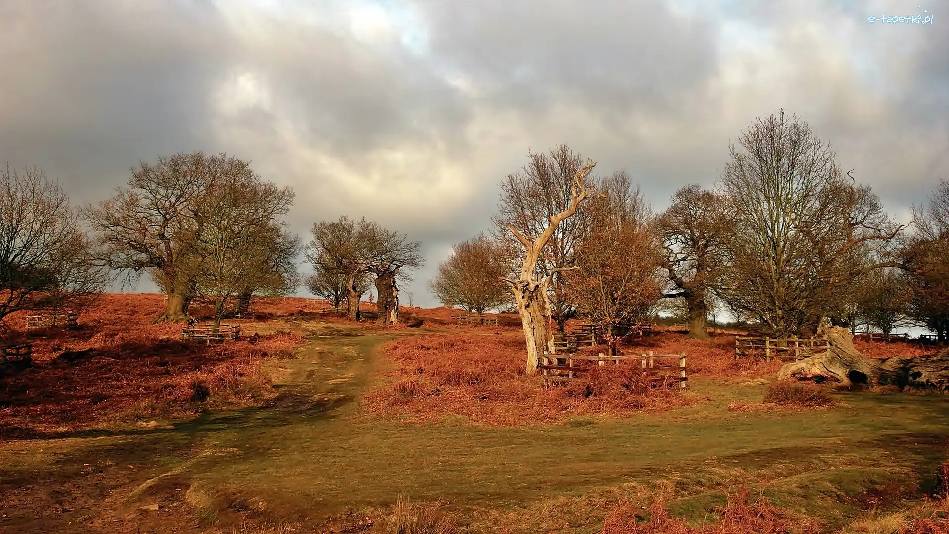 Park, Bradgate, Leicestershire
