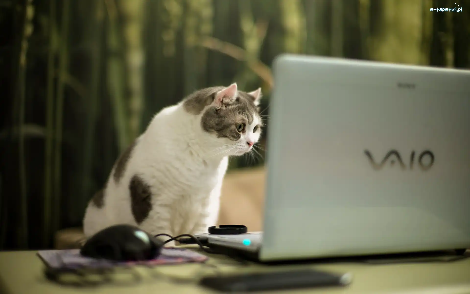 Laptop, Kot