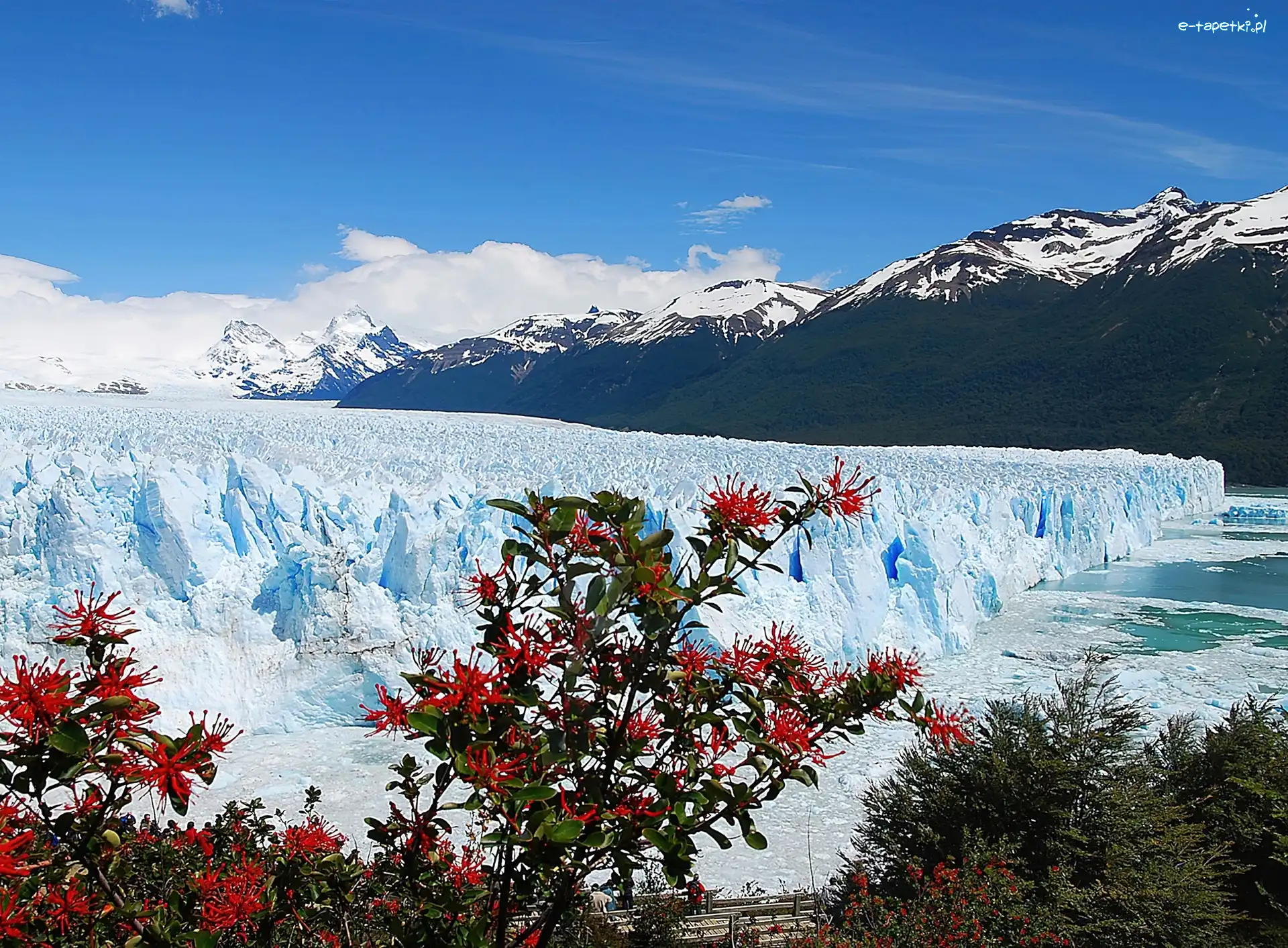 Argentyna, Góry, Drzewa, Perito Moreno, Lodowiec, Prowincja Santa Cruz, Park Narodowy Los Glaciares