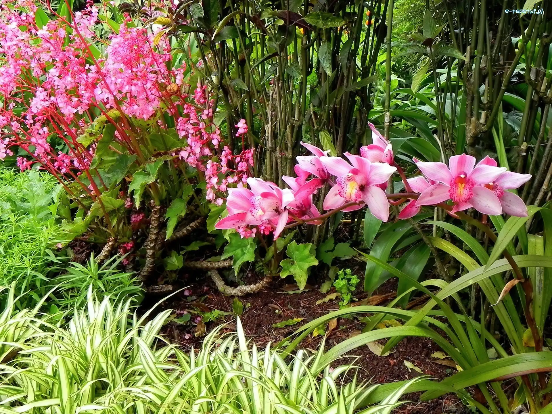 Trawa, Orchidea, Ozdobna, Rośliny, Różowa, Park