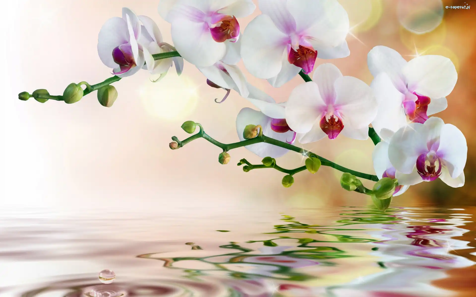 Odbicie, Woda, Orchidea