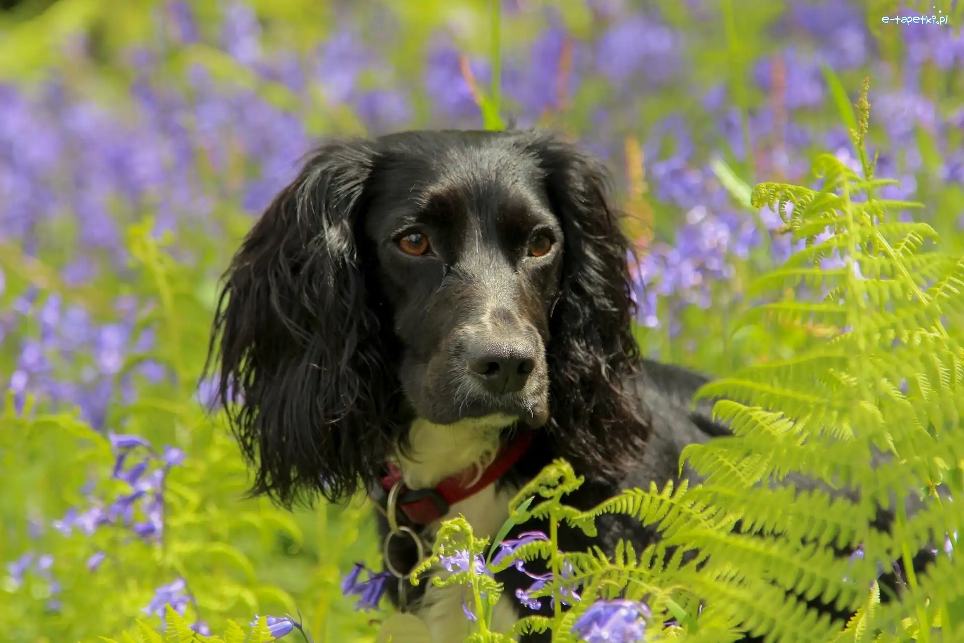 Pies, Paprocie, Spaniel, Czarny