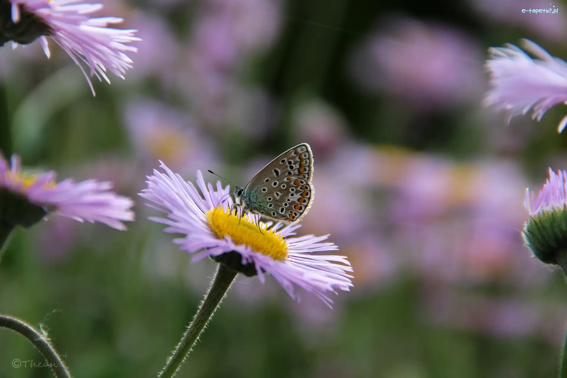 Astry alpejskie, Modraszek, Motyl, Fioletowe