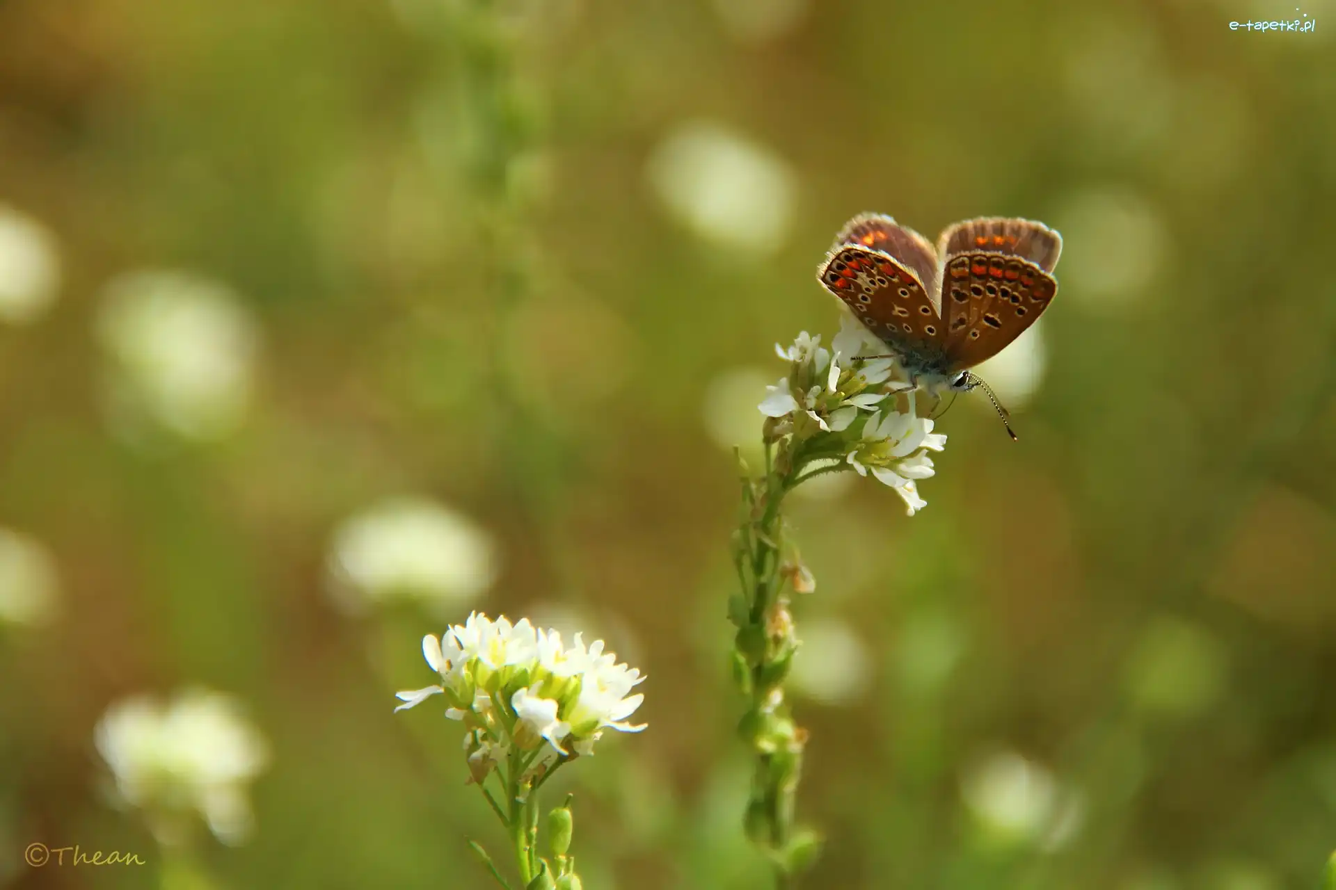 Modraszek, Kwiaty, Białe, Motyl