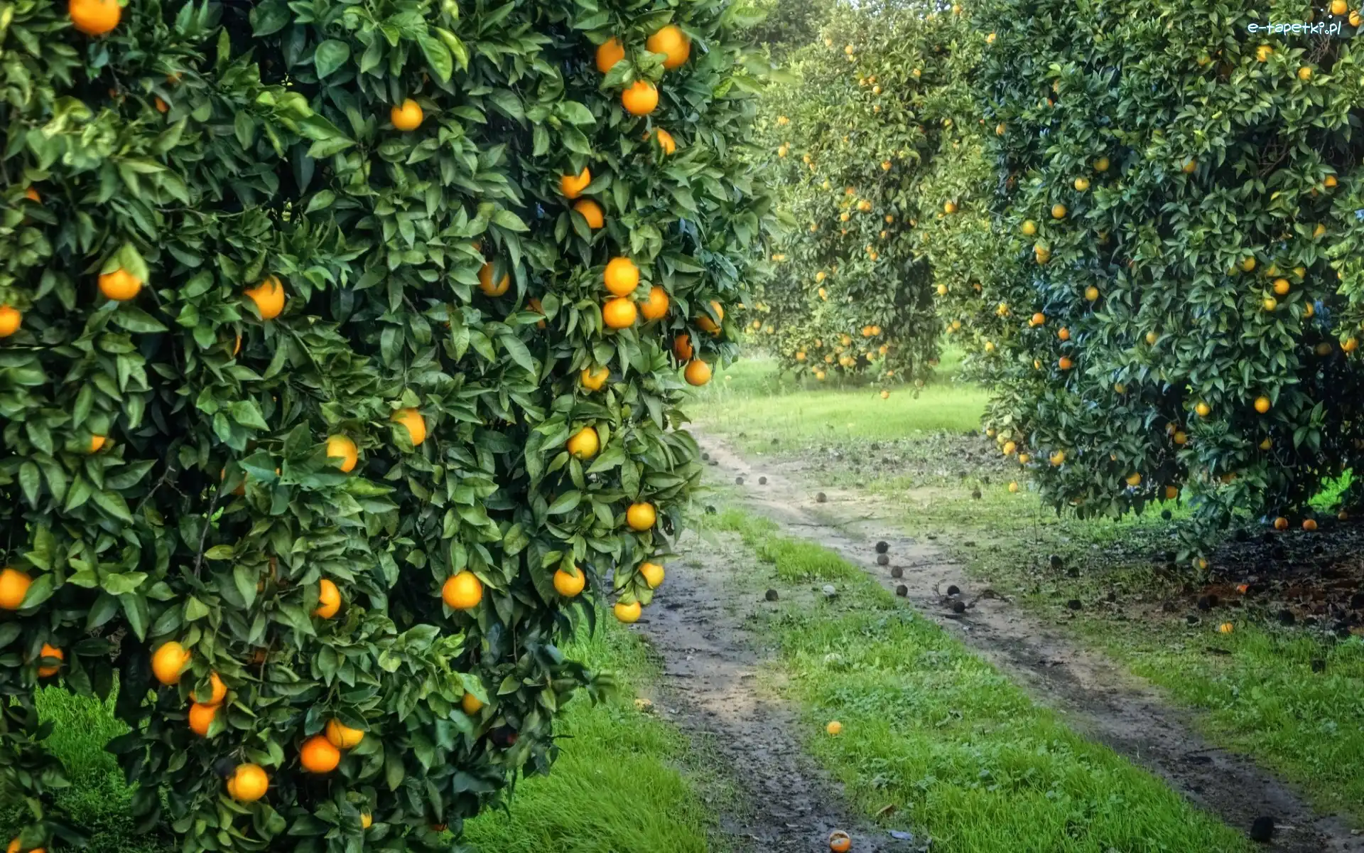 Sad, Pomarańcze, Drzewa, Trawa, Ścieżka