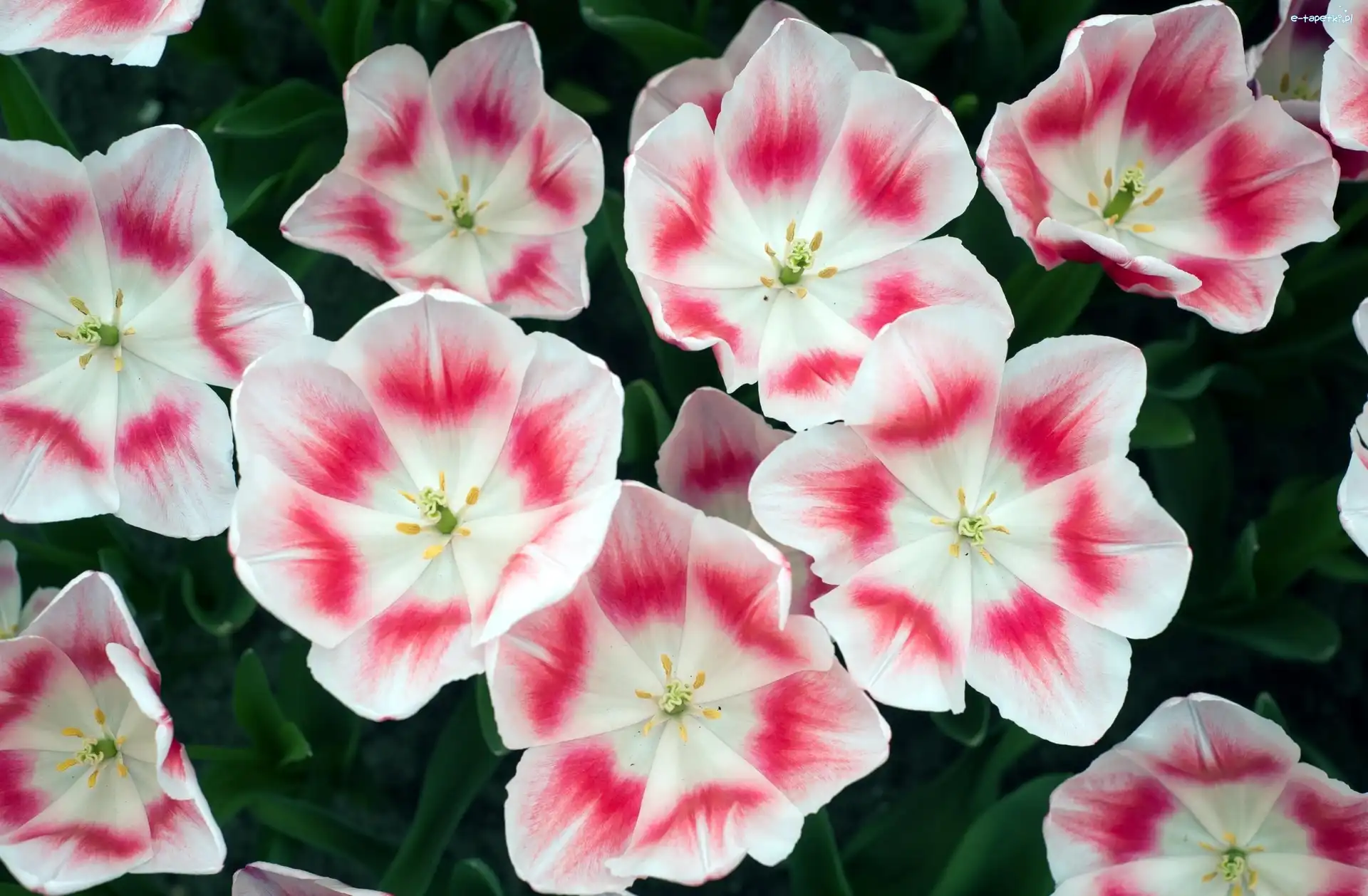 Tulipany, Czerwone, Biało