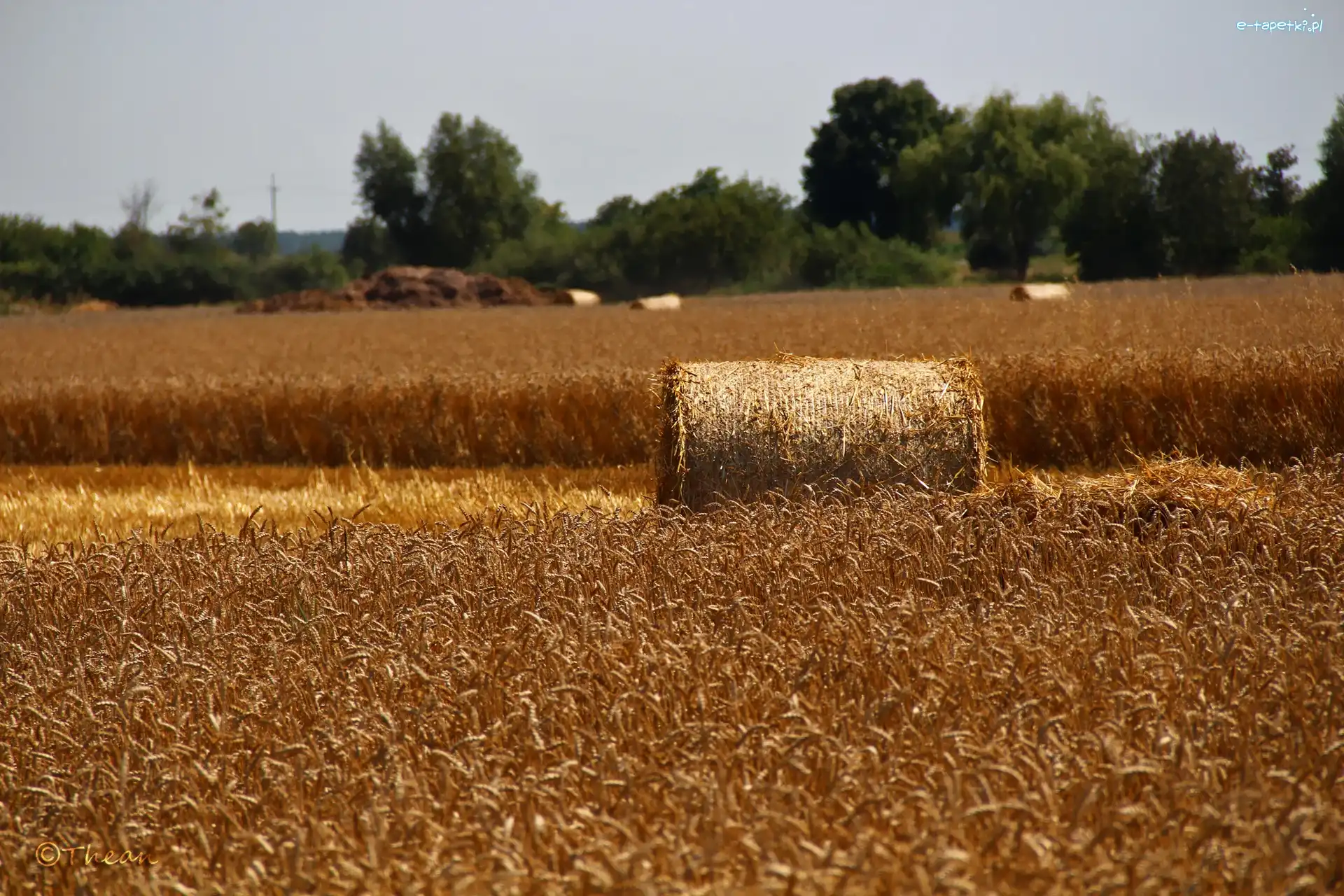 Lato, Zboże, Pole