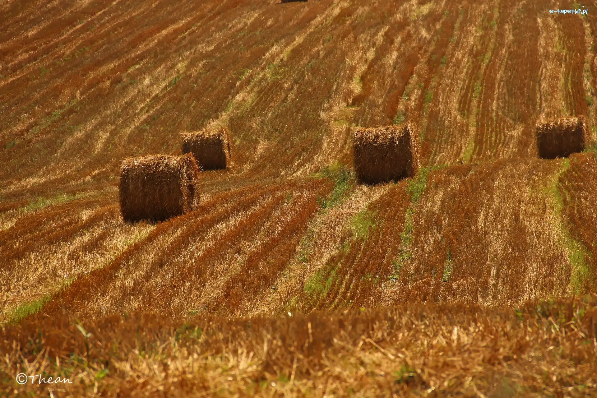 Zżęte, Lato, Zboże, Pole
