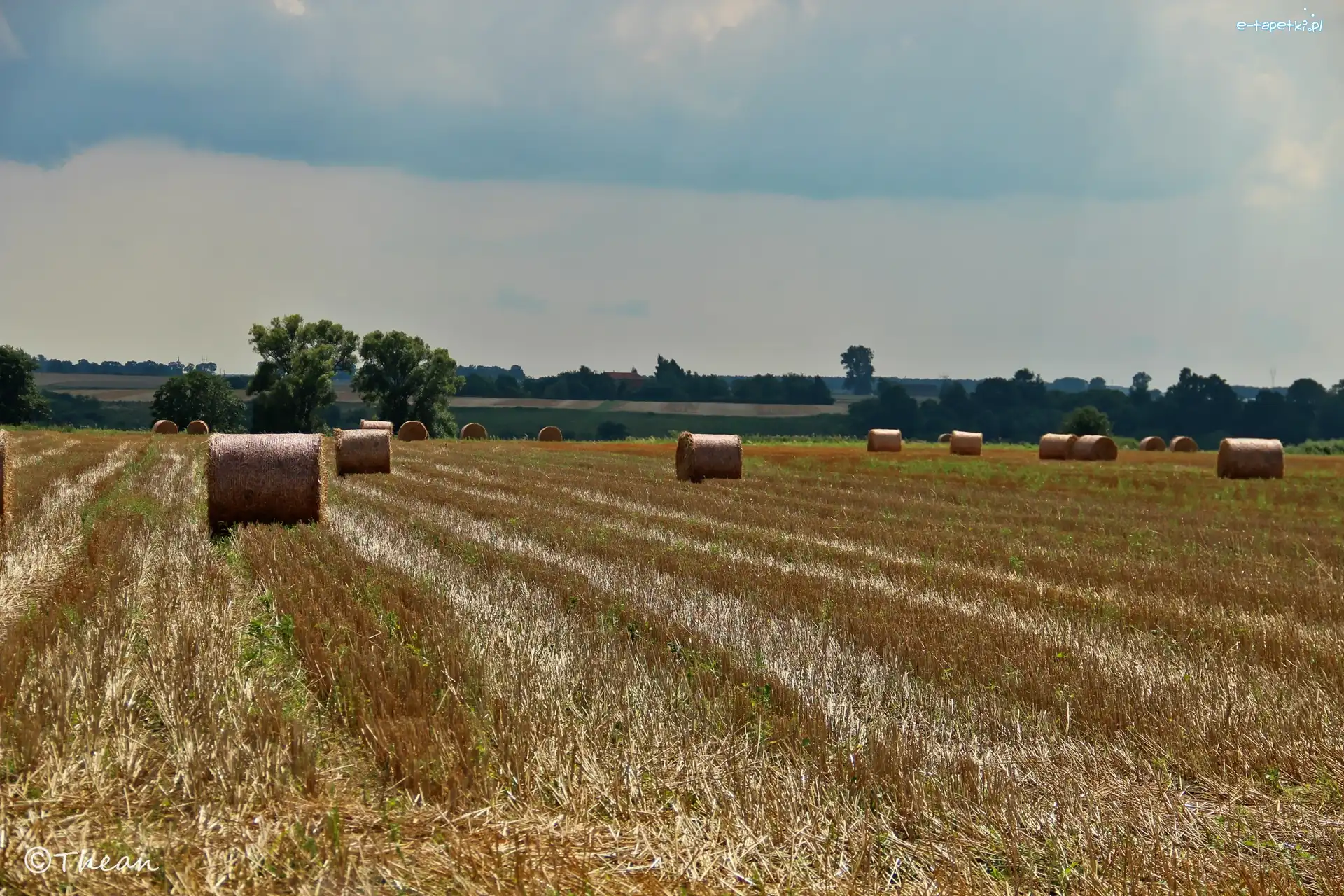 Zboże, Lato, Pole, Zżęte