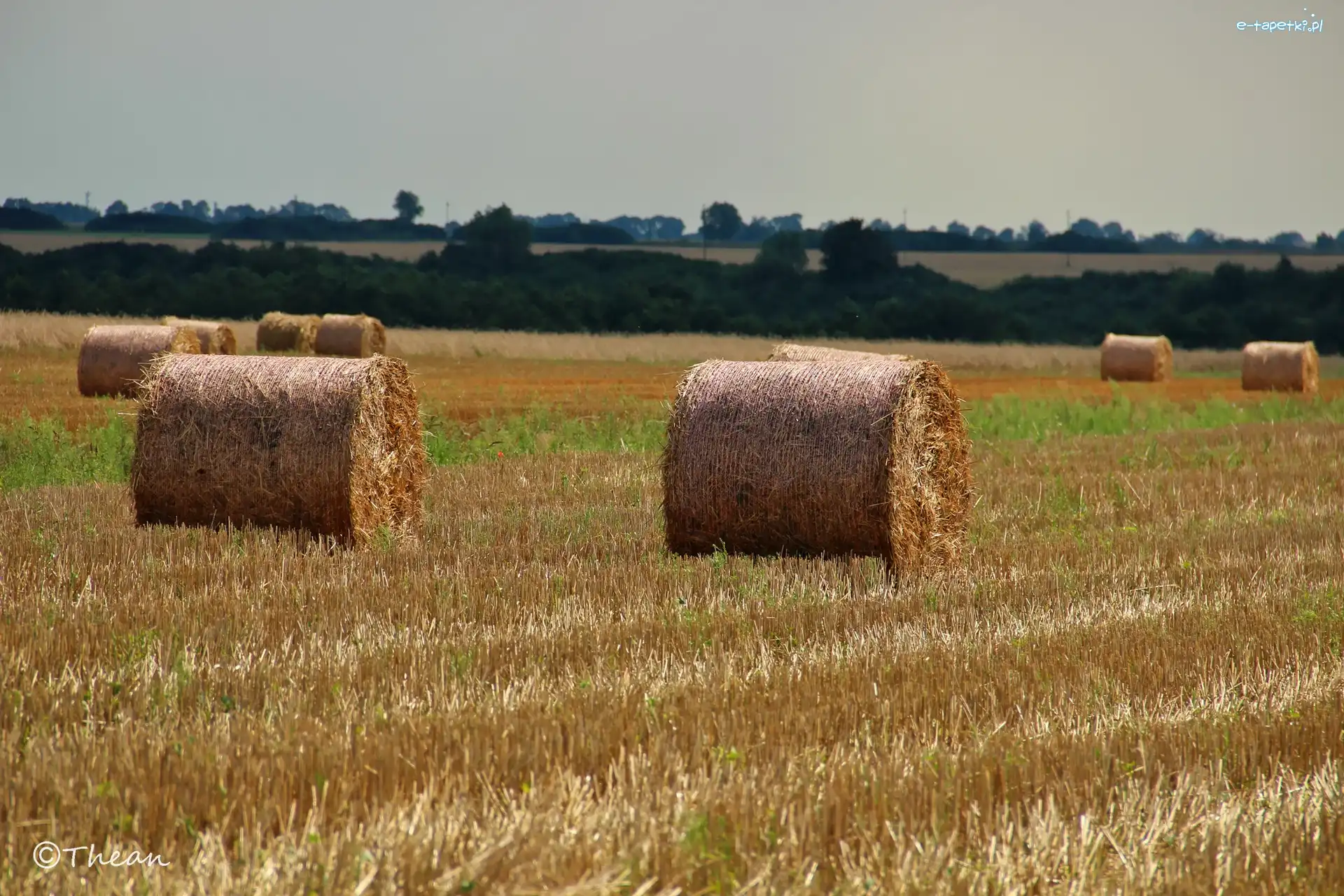 Pole, Zboże, Zżęte, Lato, Bele