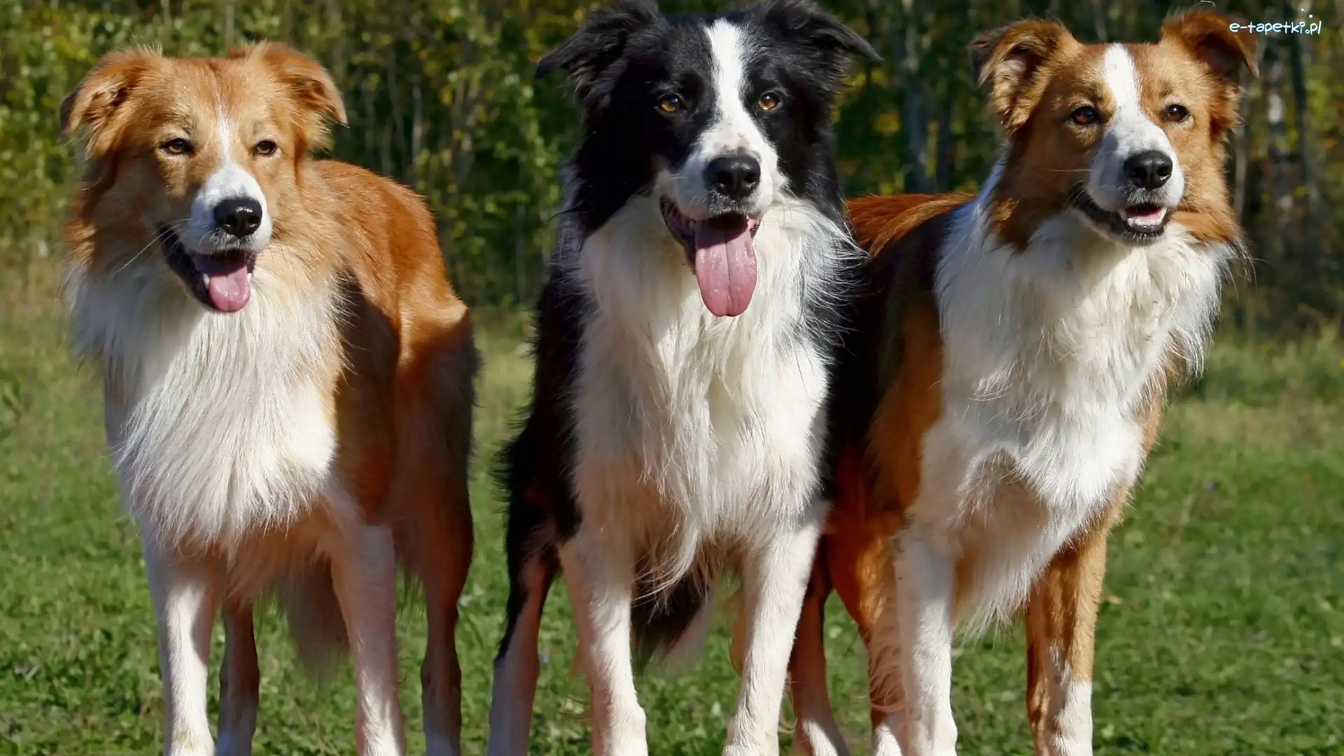 Trzy, Pieski, , Border Collie, Języki