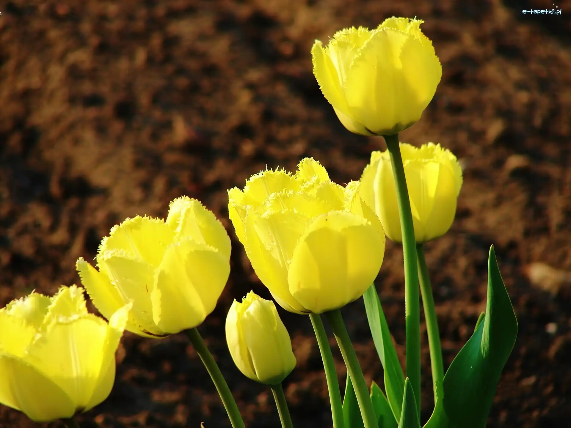 Tulipany, Żółte