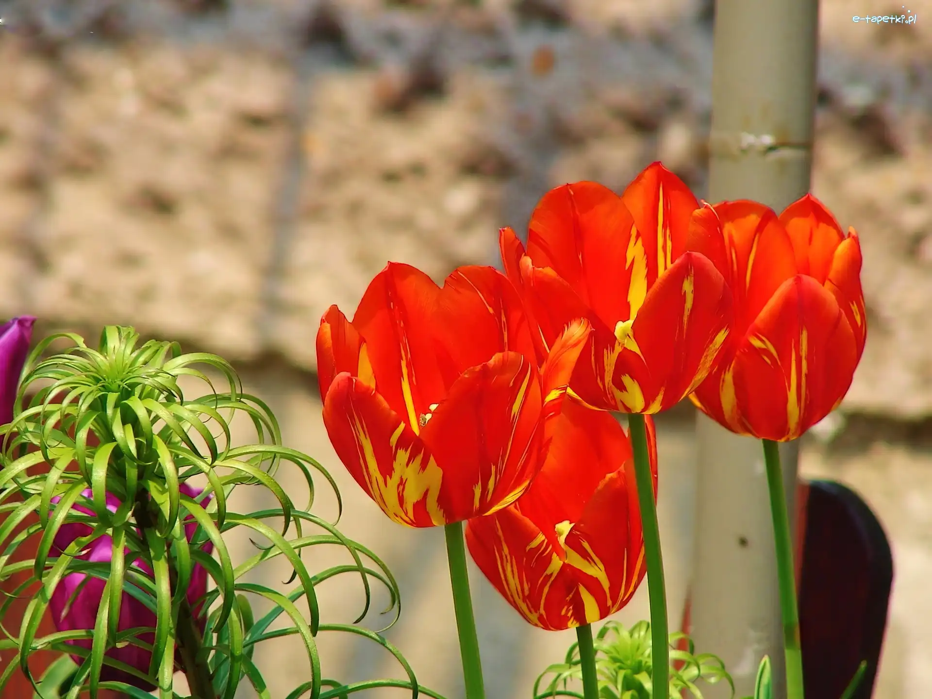 Tulipany, Czerwone