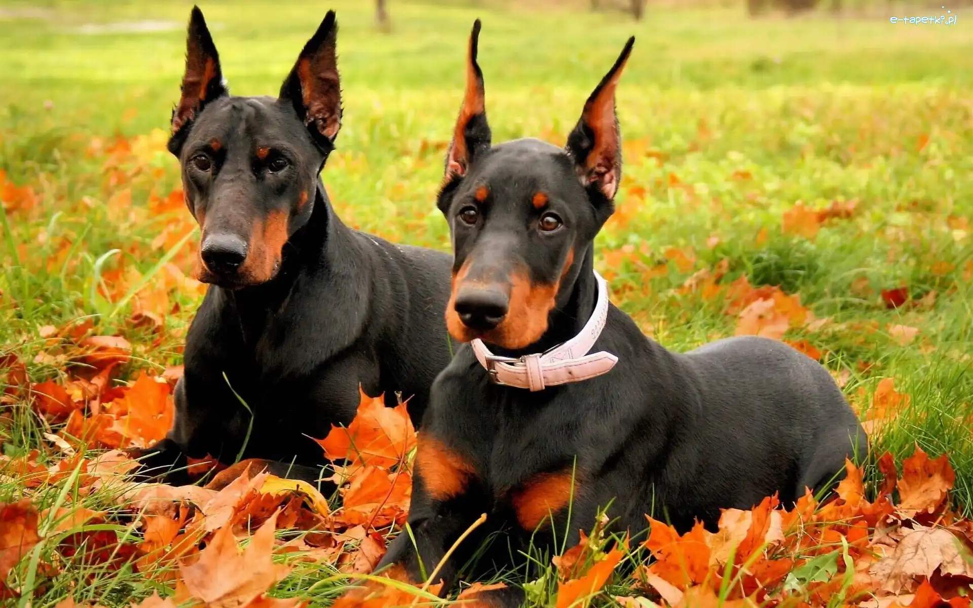 Liście, Dobermany