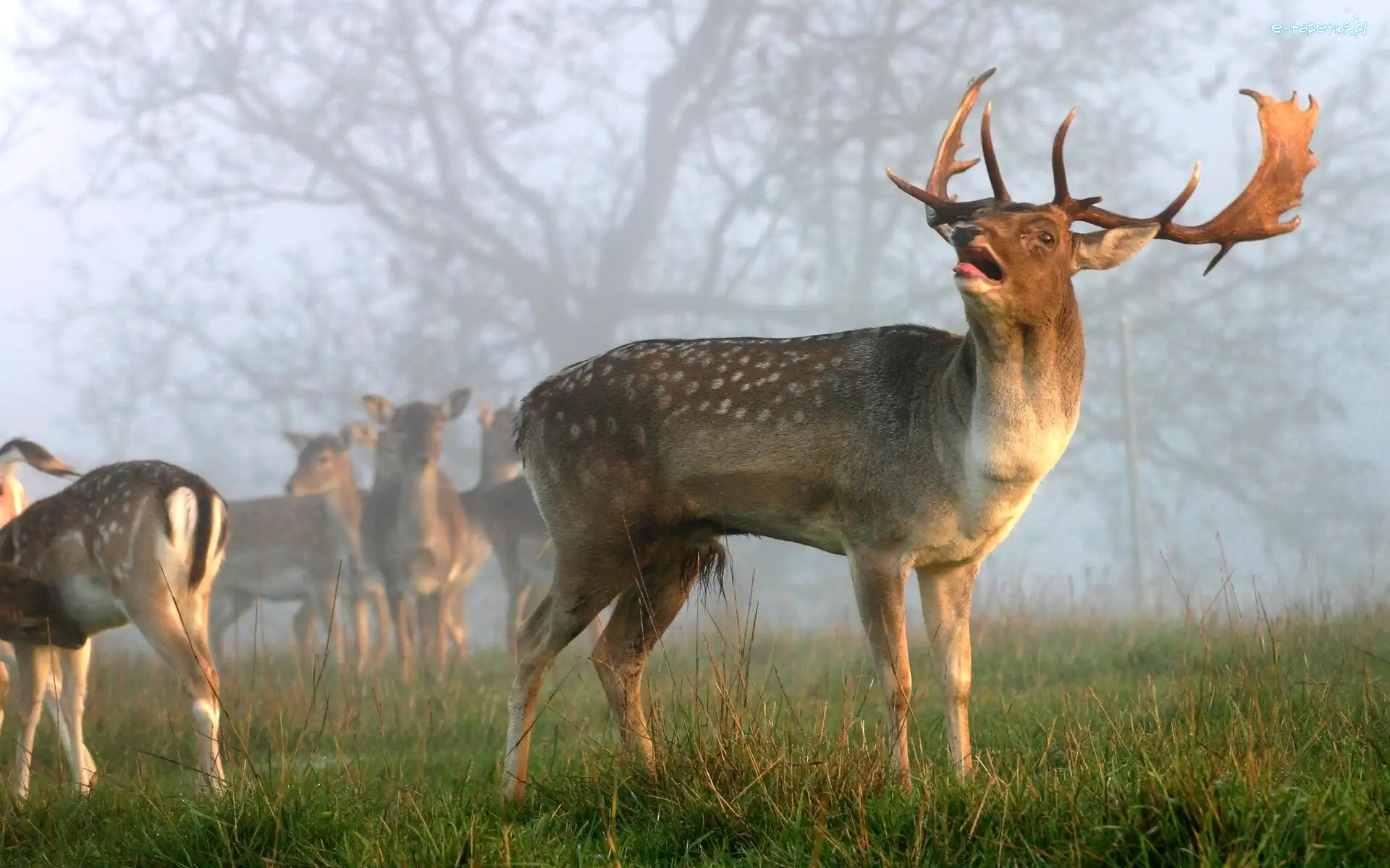 Mgła, Łąka, Jelenie