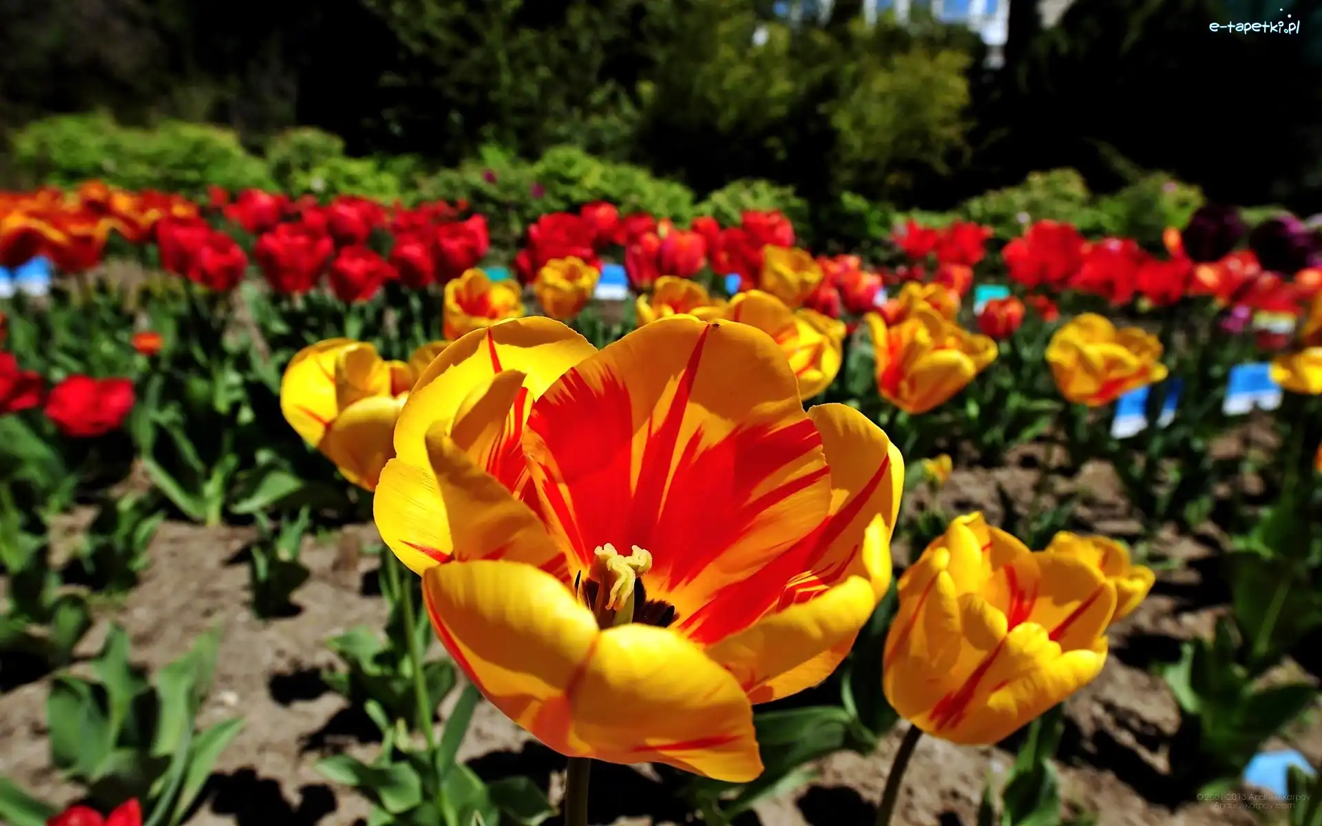 Rozmycie, Tulipany, Ogród