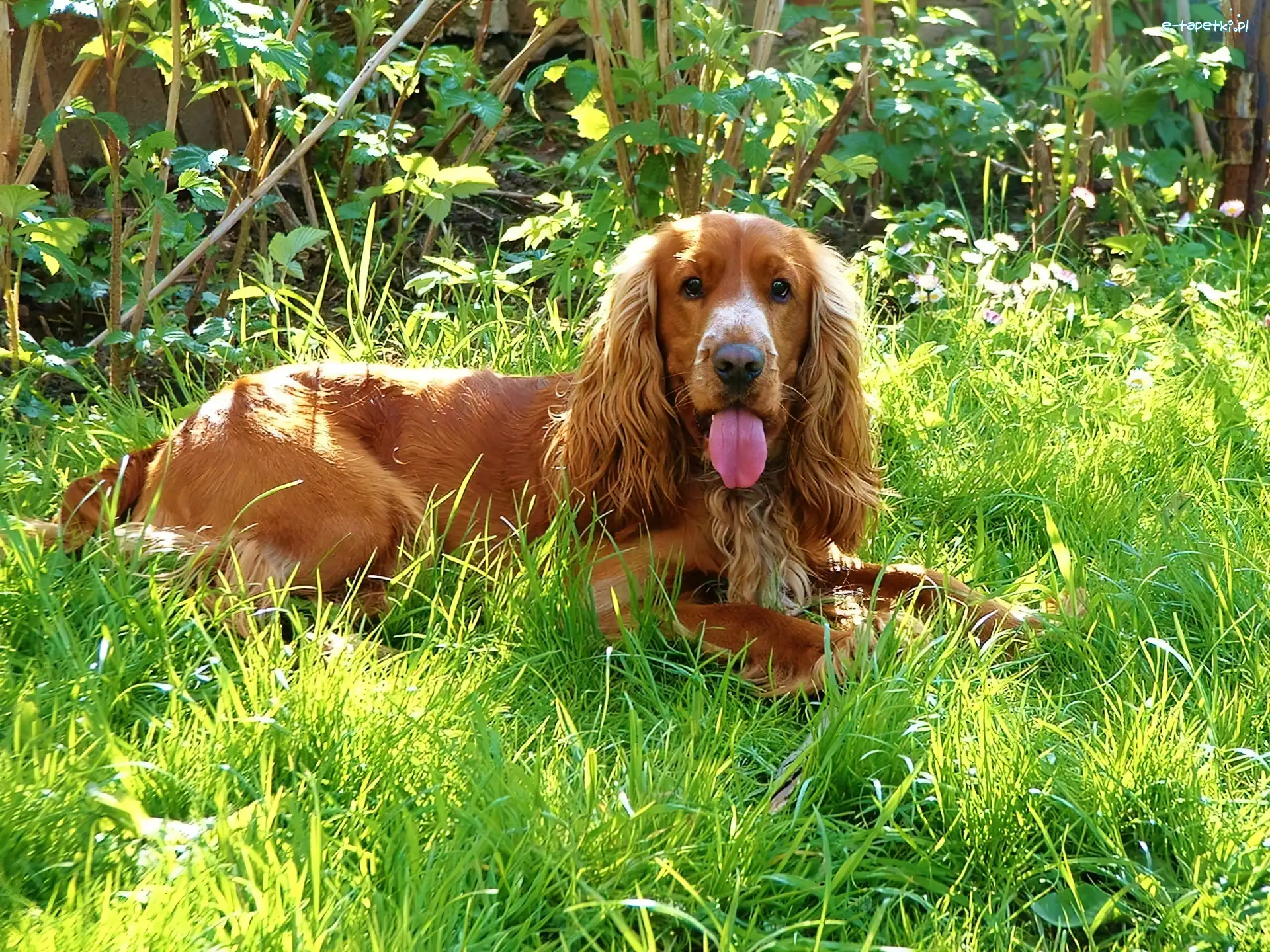 Język, Cocker spaniel, Zarośla, Pies