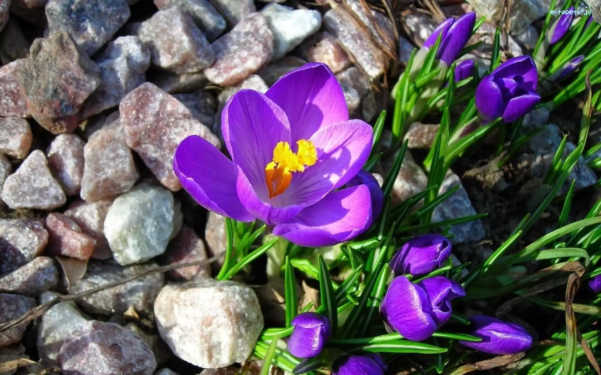 Wiosna, Kamienie, Krokusy