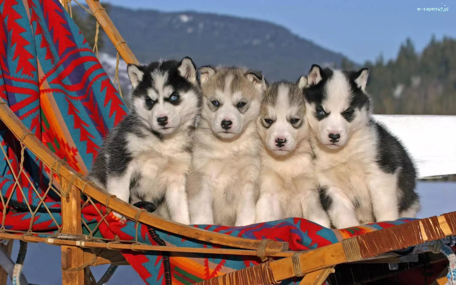 Szczeniaczki, Husky, Leżak, Cztery