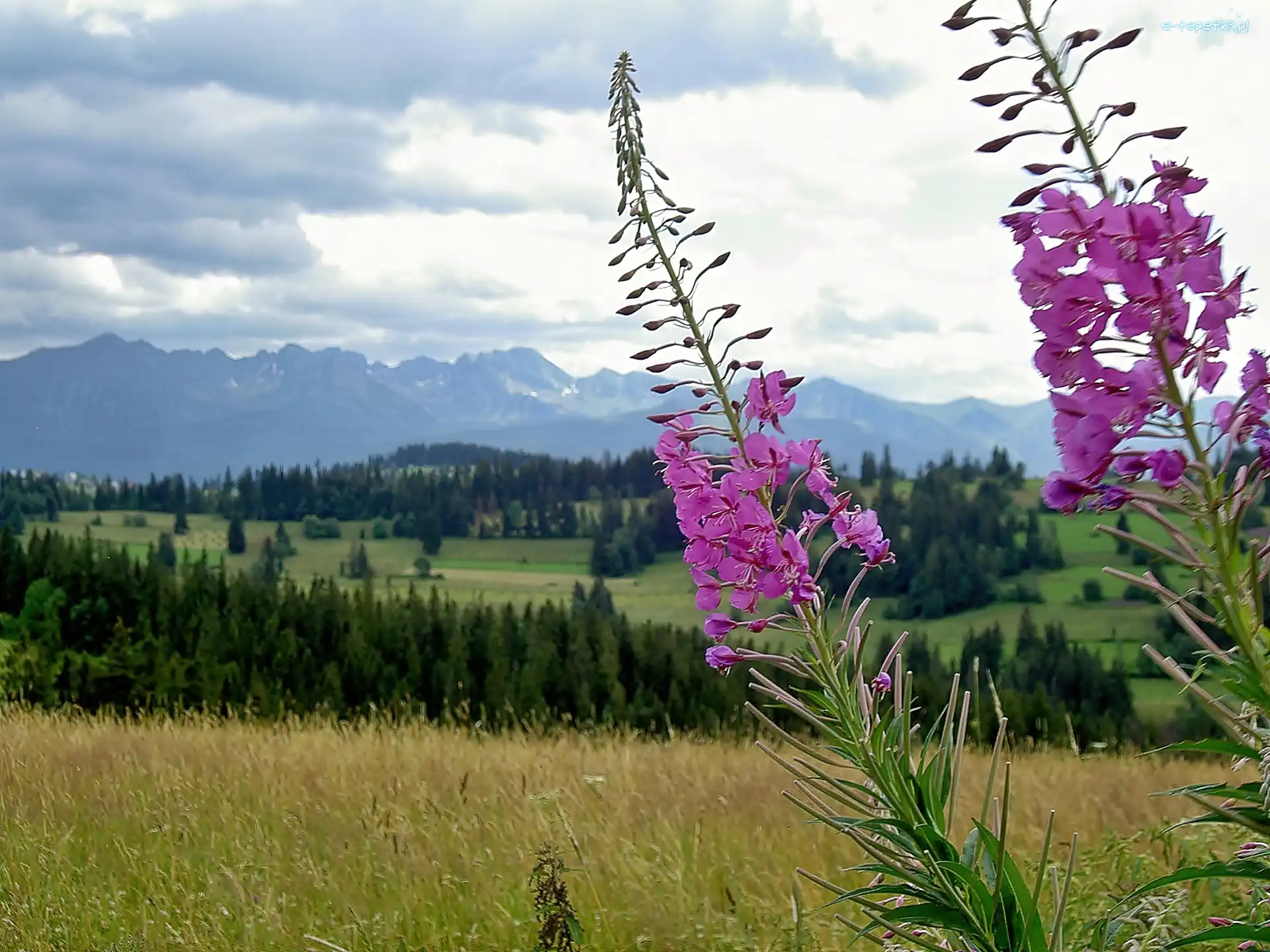 Kiprzyca, Pola, Łąka, Lasy, Tatry, Wierzbówka, Kwitnąca