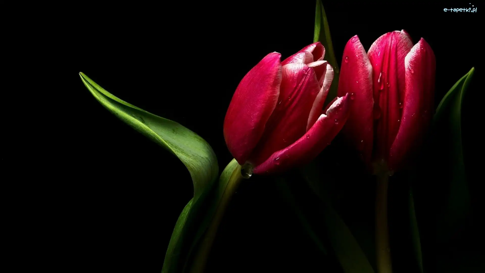 Tulipan, Czerwony