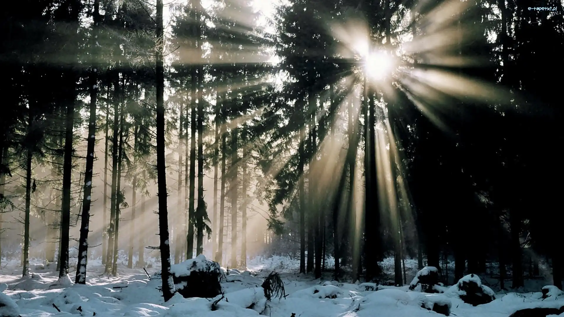 Śnieg, Słońca, Promienie, Las