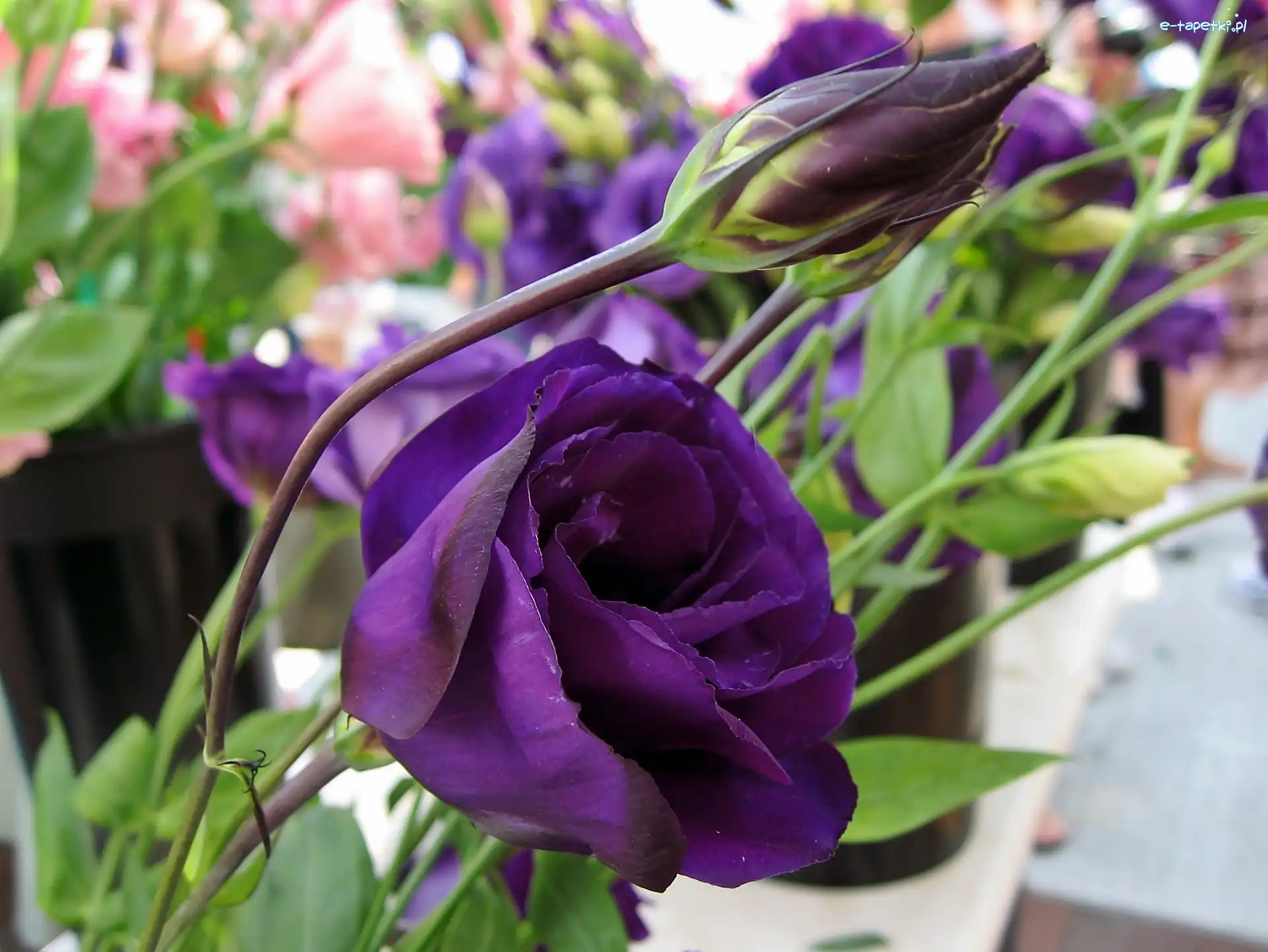 Fioletowa, Rozmycie, Eustoma, Ogród