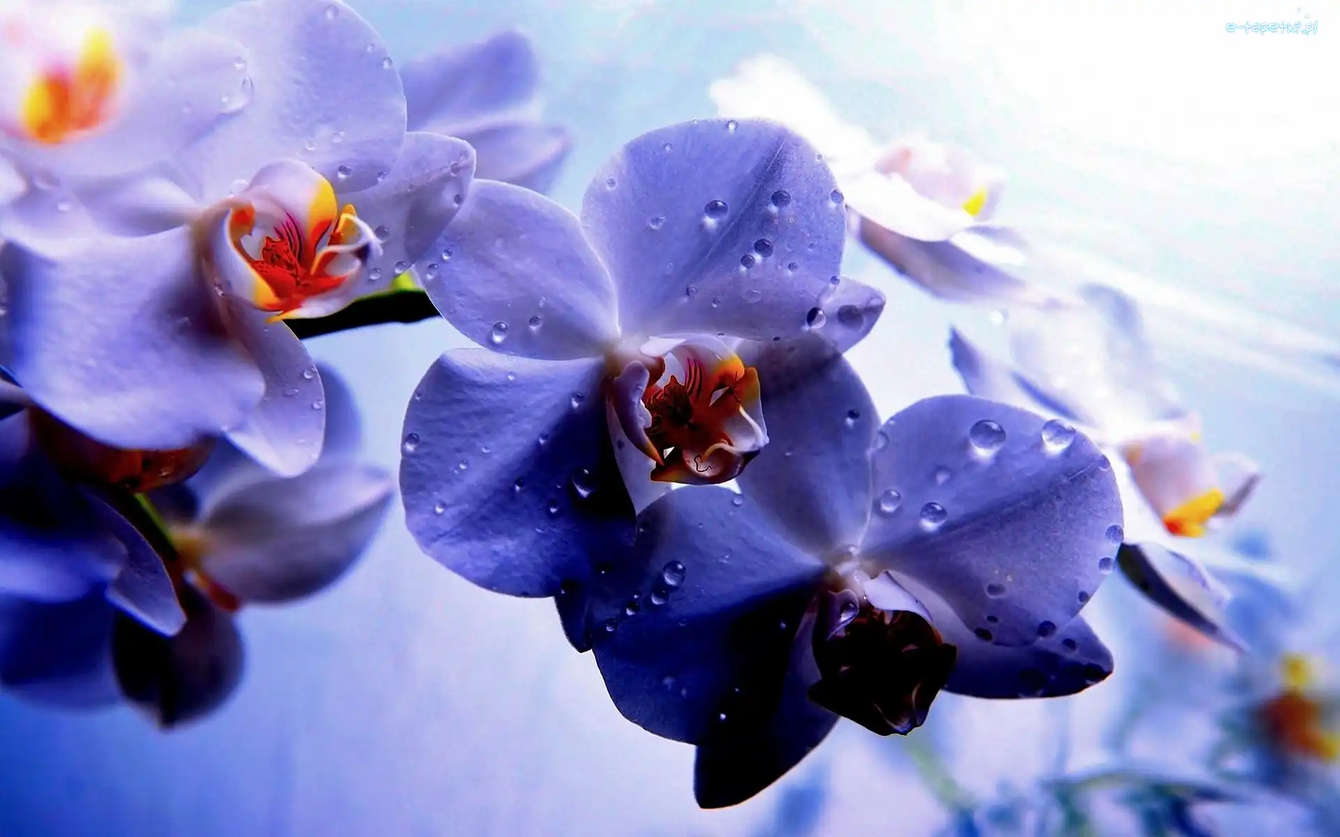 Orchidea, Rozmycie, Krople, Fioletowa
