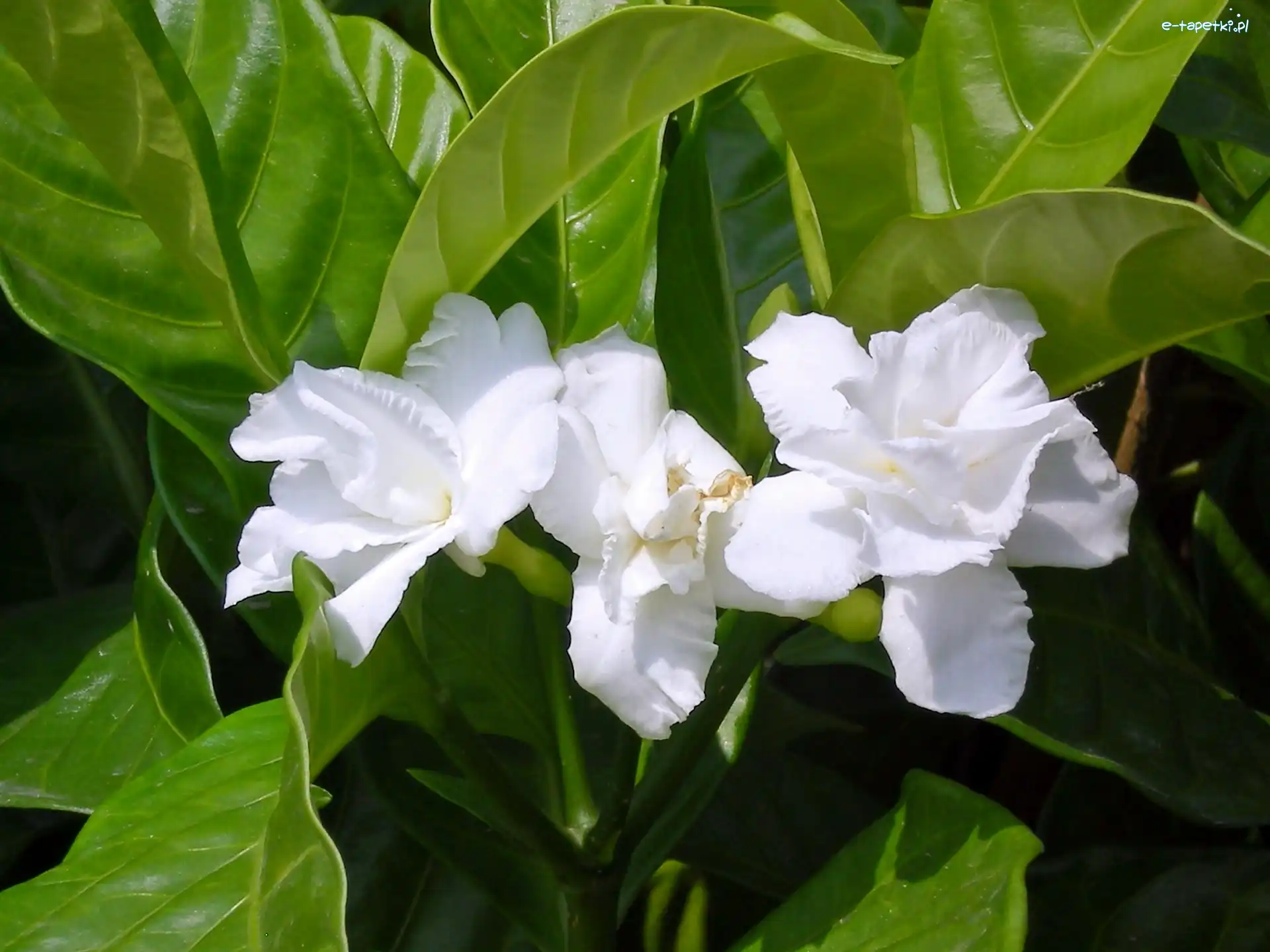 Gardenia, Kwiat, Biały