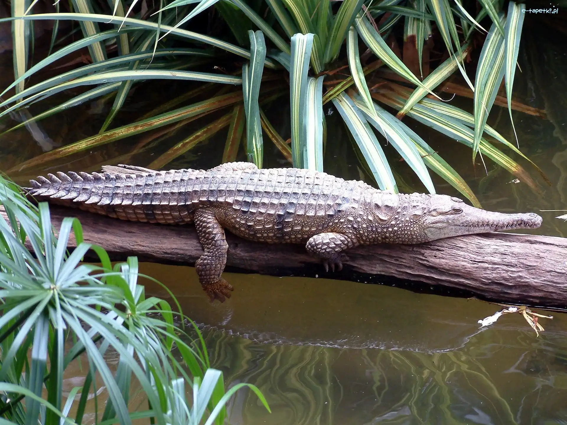 Woda, Drzewa, Konar, Aligator