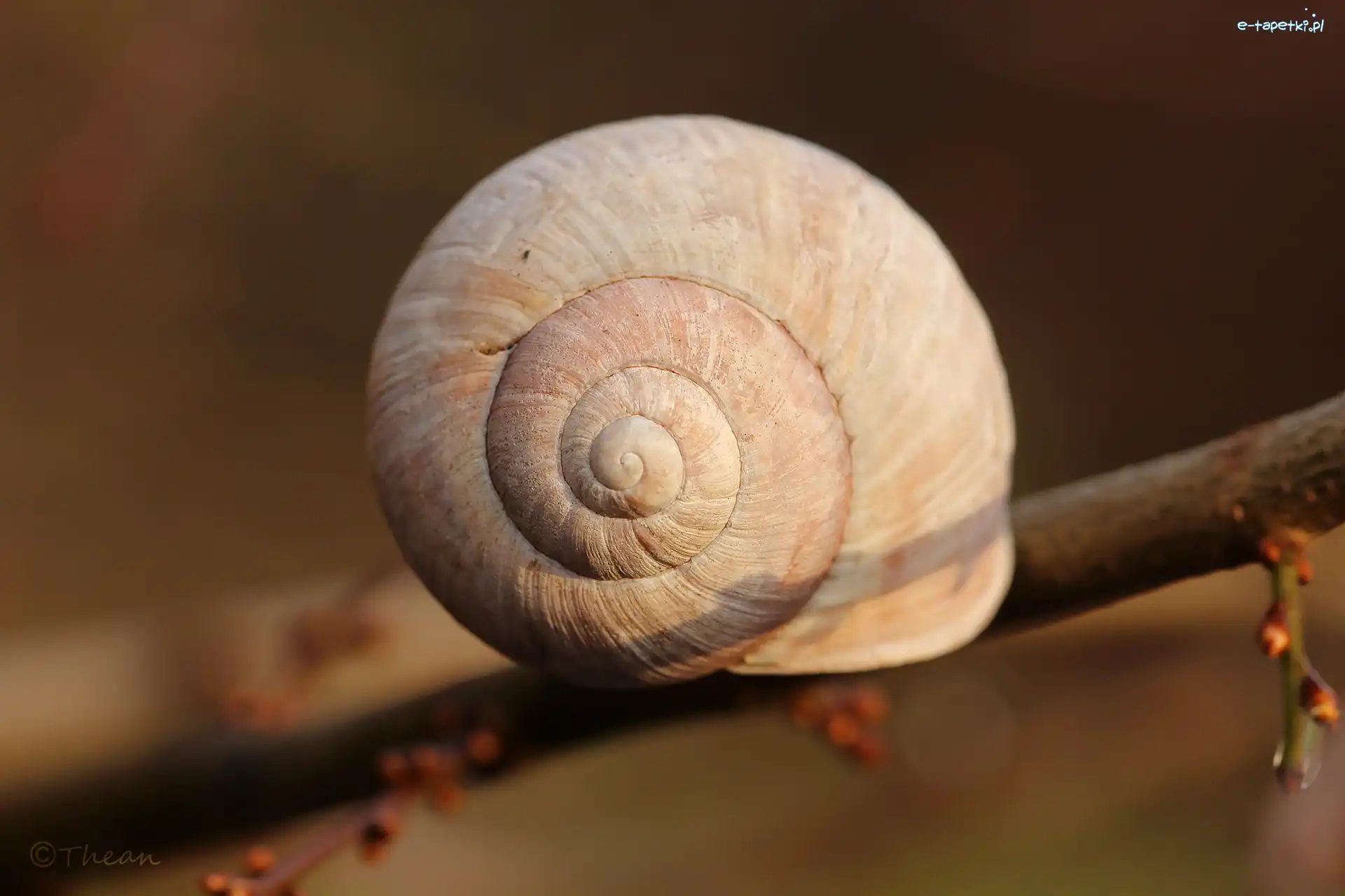 Makro, Gałązka, Muszla