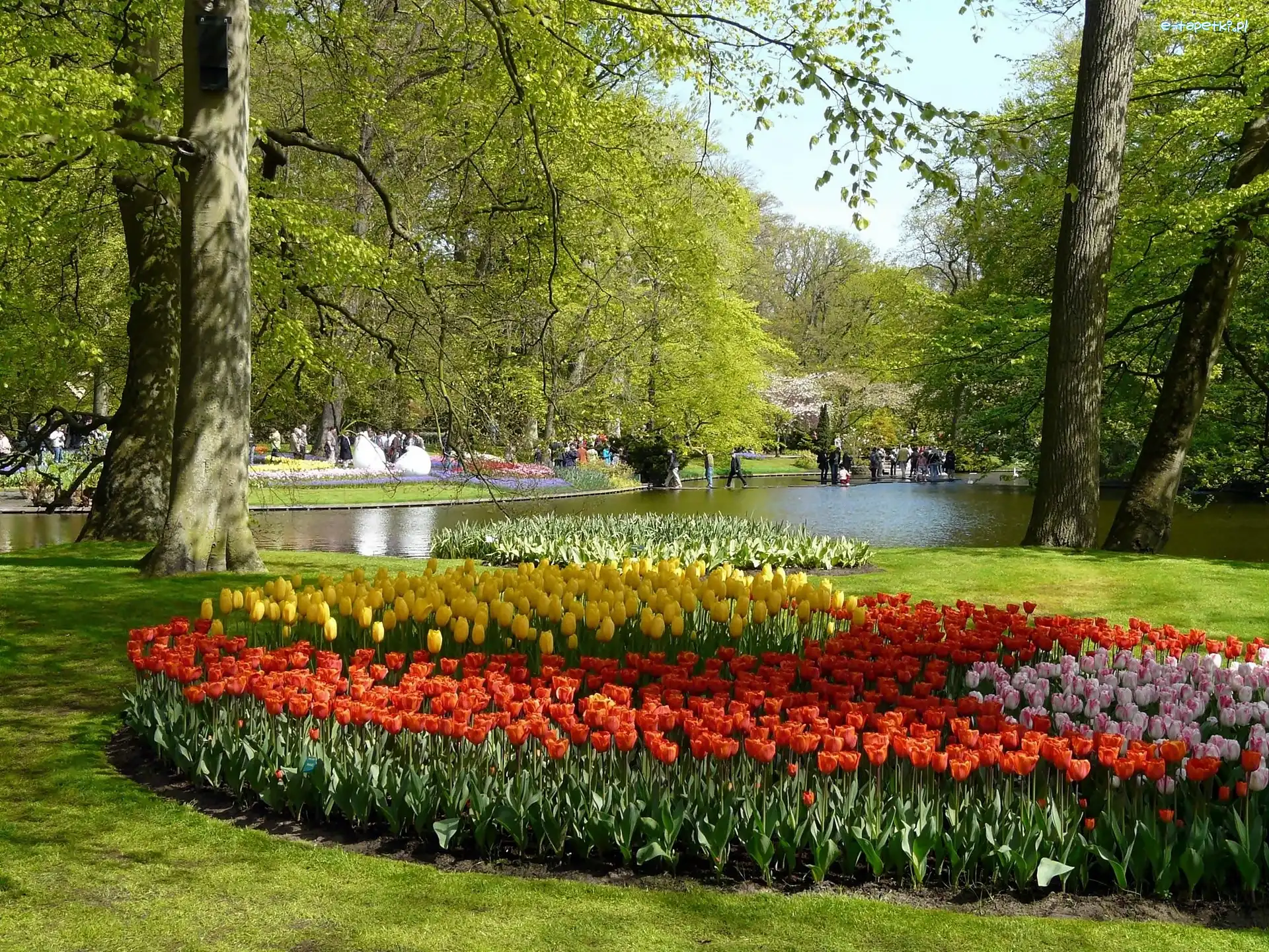 Park, Kwitnące, Rzeczka, Spacerowicze, Tulipany