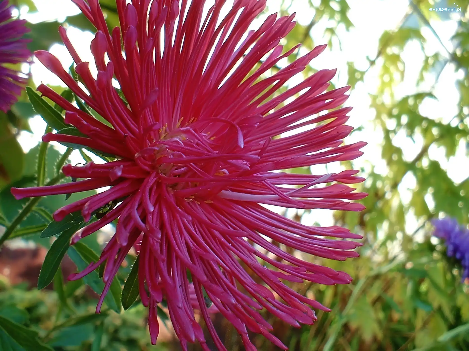 Aster, Różowy