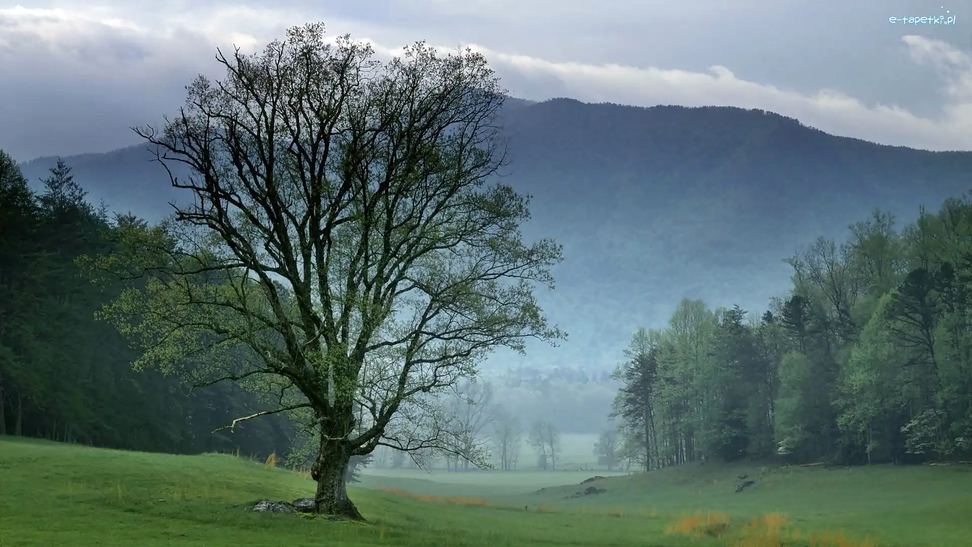Mgła, Narodowy, Góry, Park, Tennessee, Łąka, Las