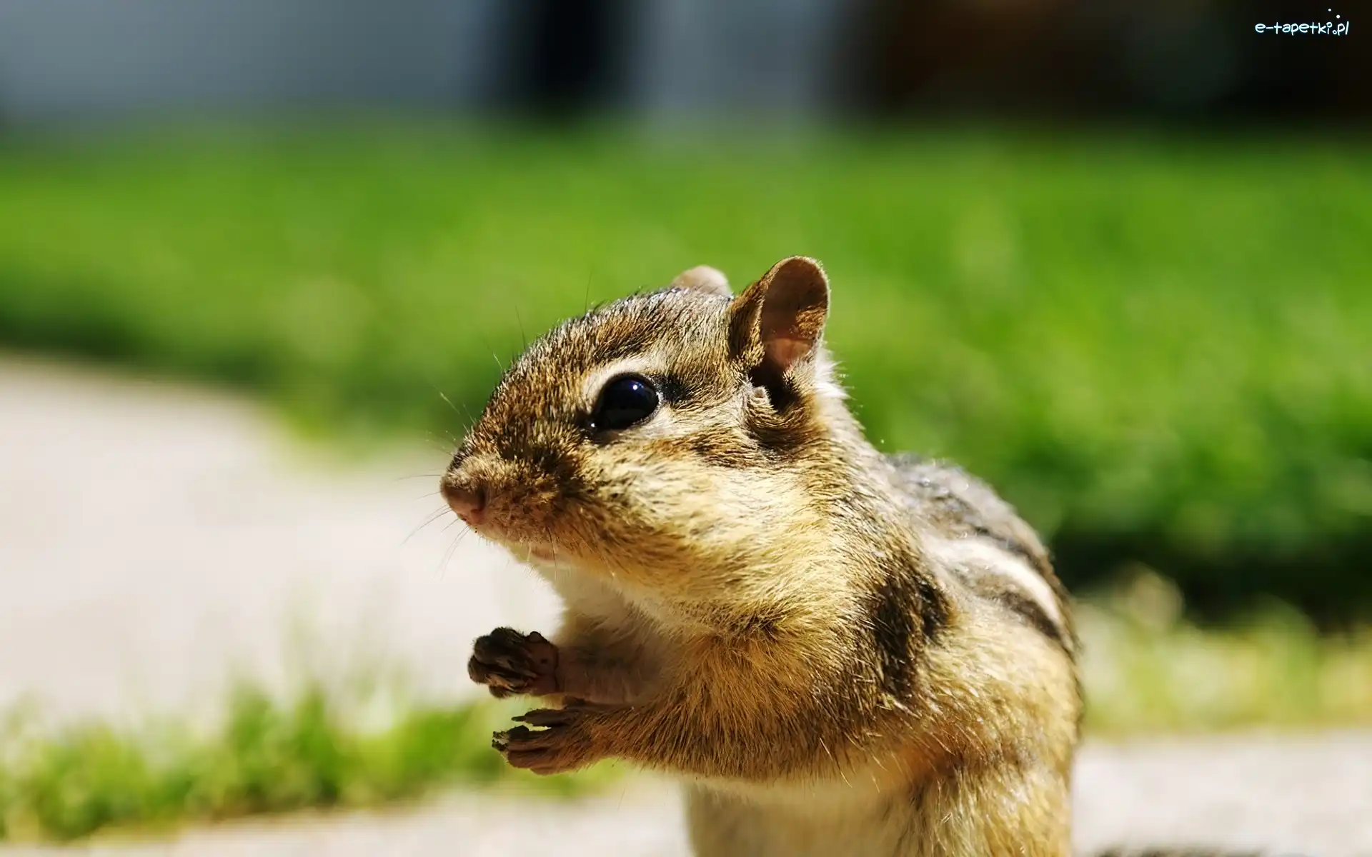 Chipmunk, Wiewiórka, Mała