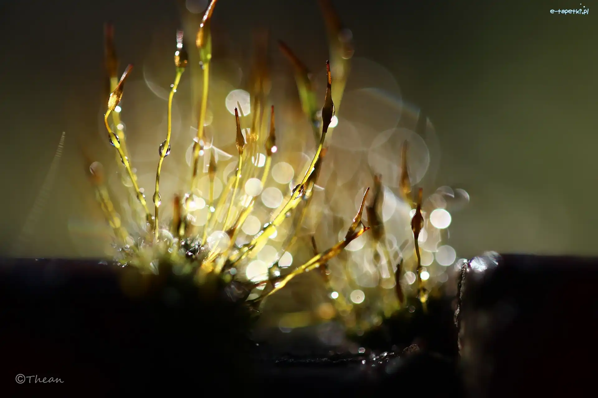 Porosty, Bokeh, Źdźbła, Mchy