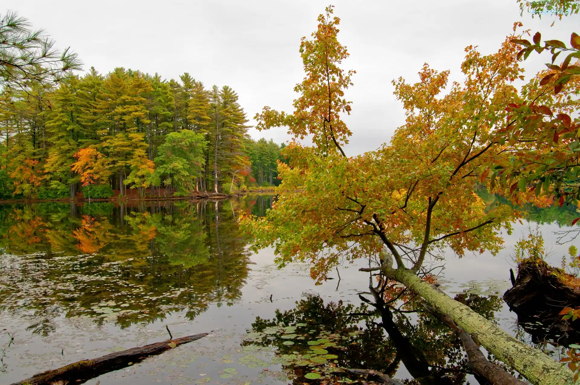 Las, Odbicie, Jezioro, Jesień