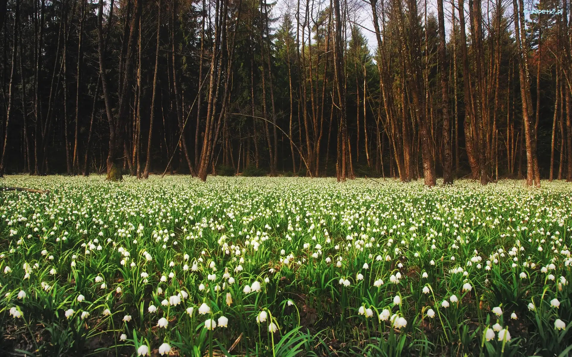 Las, Przebiśniegi