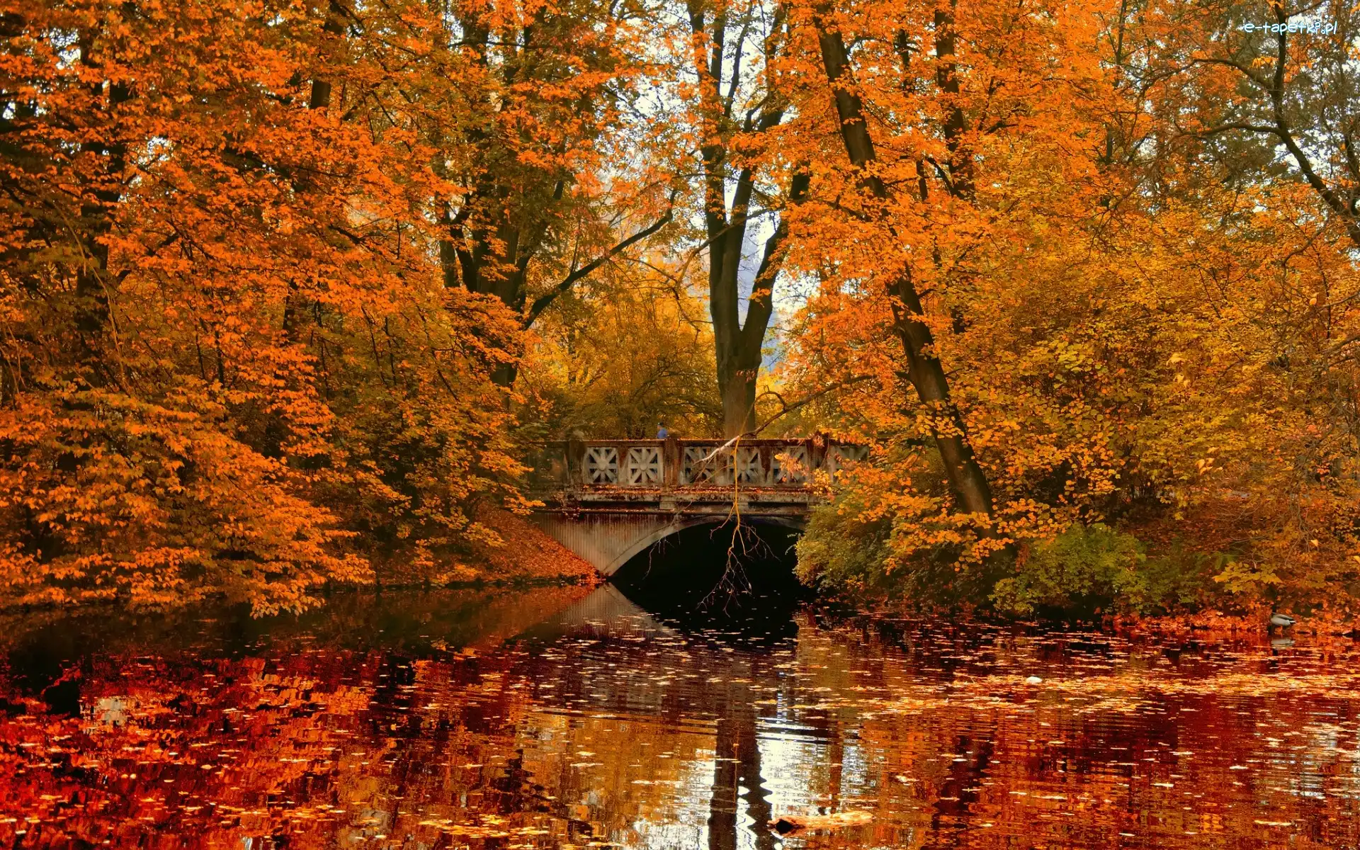 Rzeka, Liście, Most, Jesień, Park