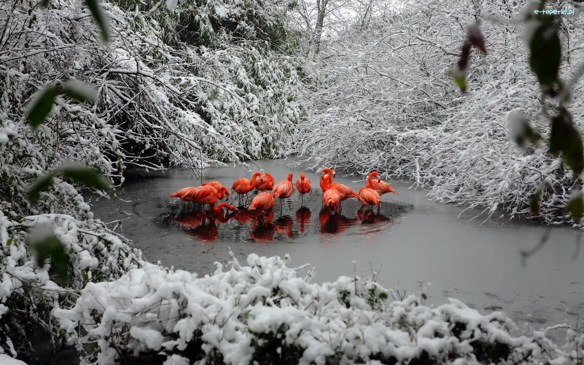 Rzeka, Zima, Las, Flamingi