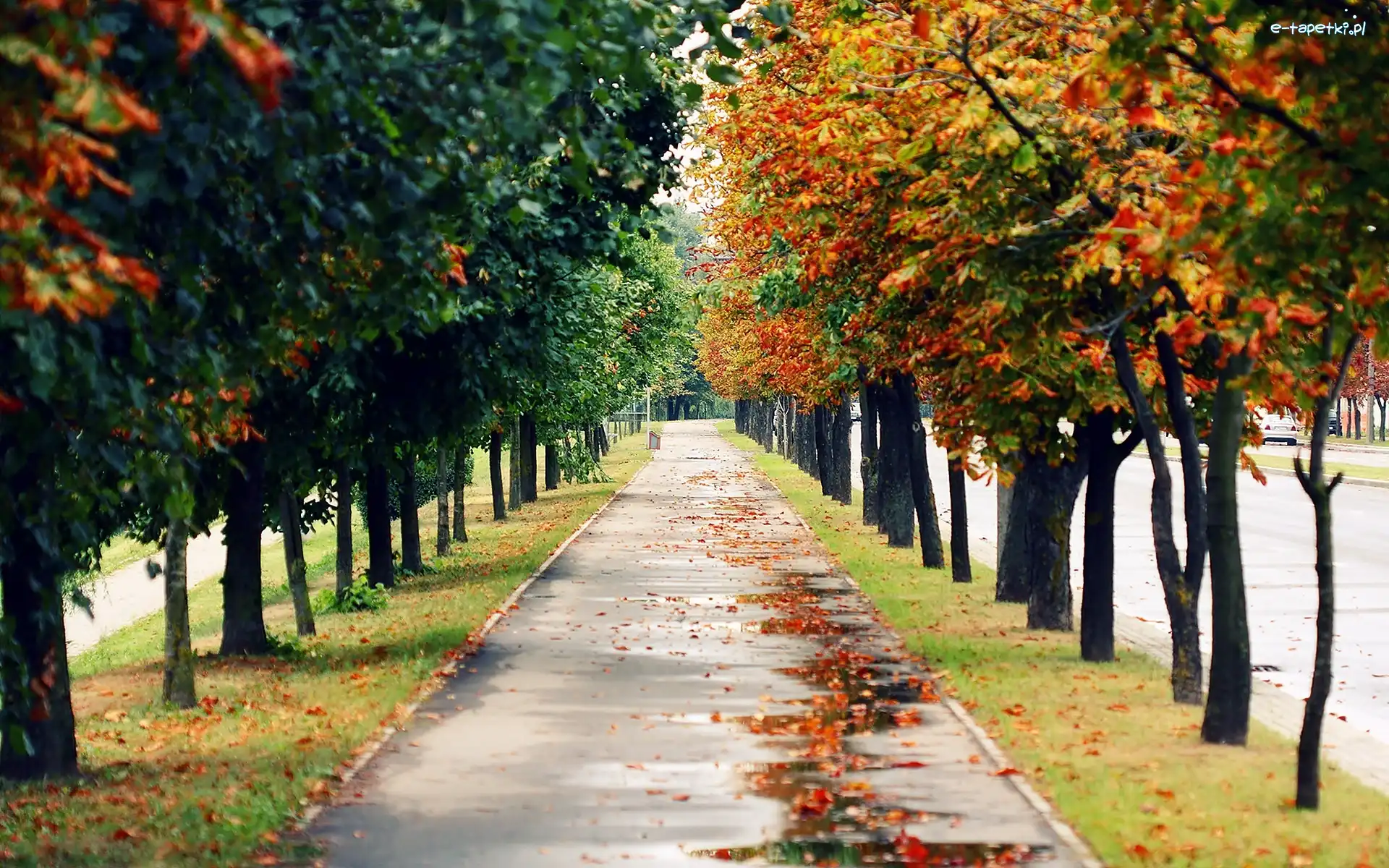 Liście, Aleja, Szpaler, Park, Jesień, Opadłe, Drzew