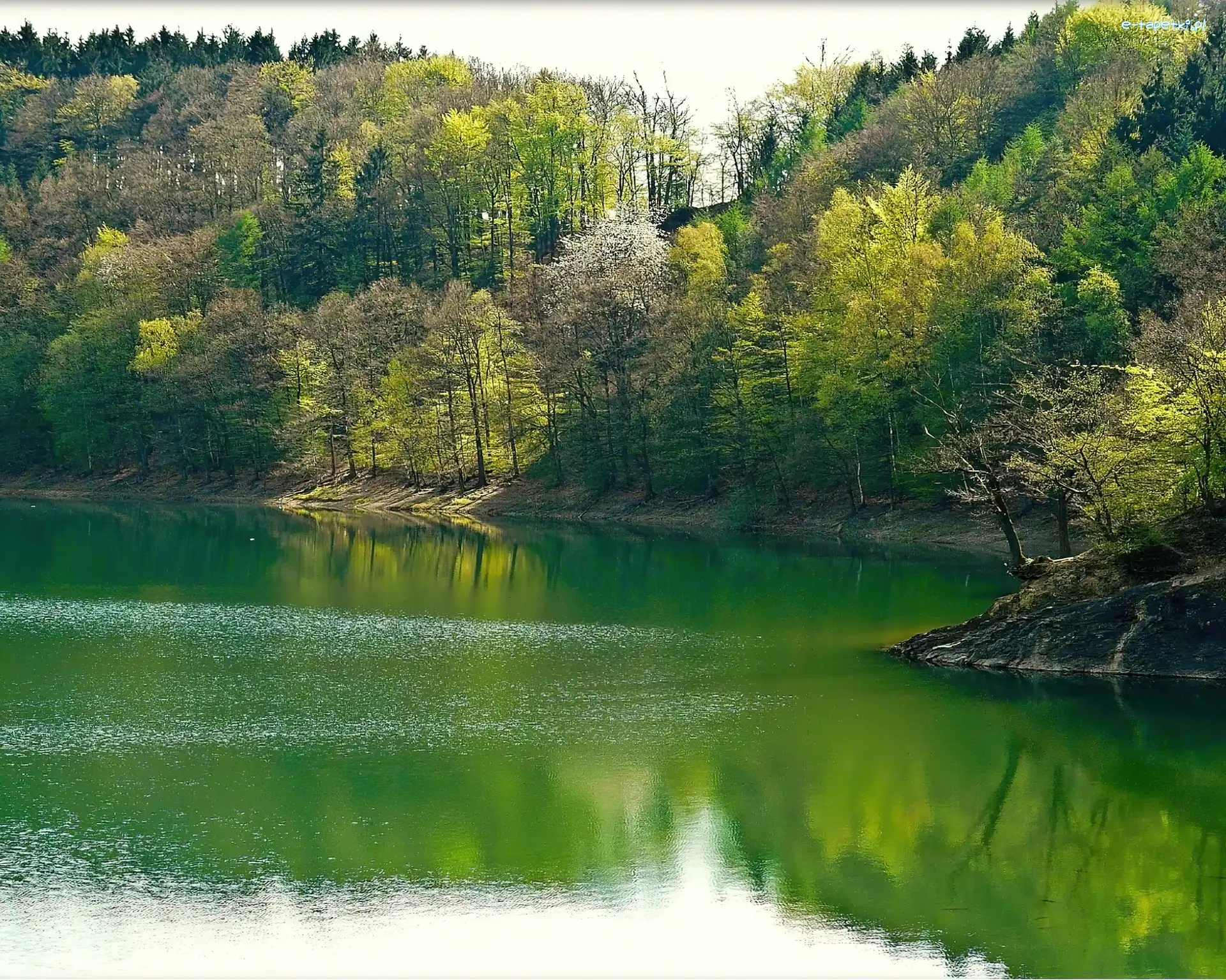 Jezioro, Las
