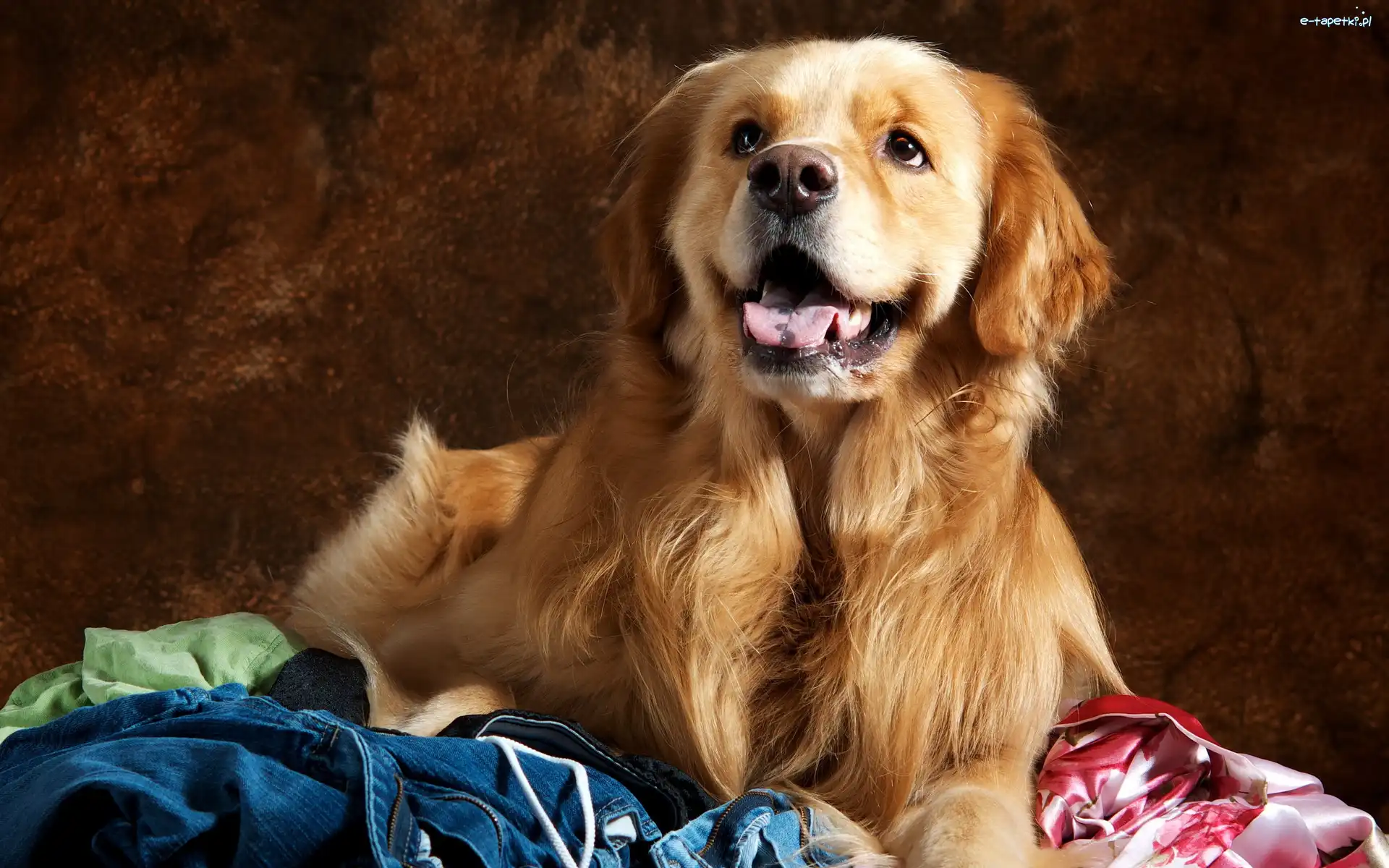 Ciuchy, Język, Golden Retriever